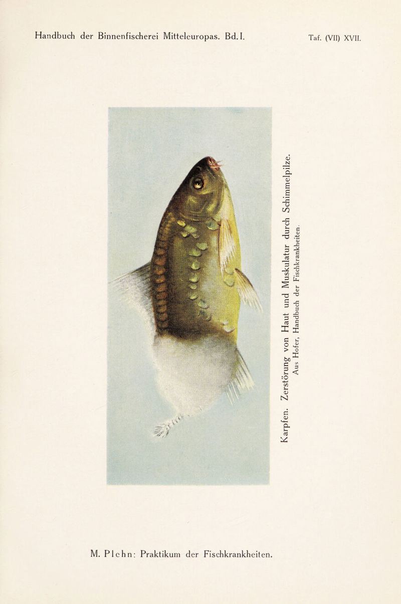 M. Plchn: Praktikum der Fischkrankheiten Aus Hofer, Handbuch der Fischkrankheiten.