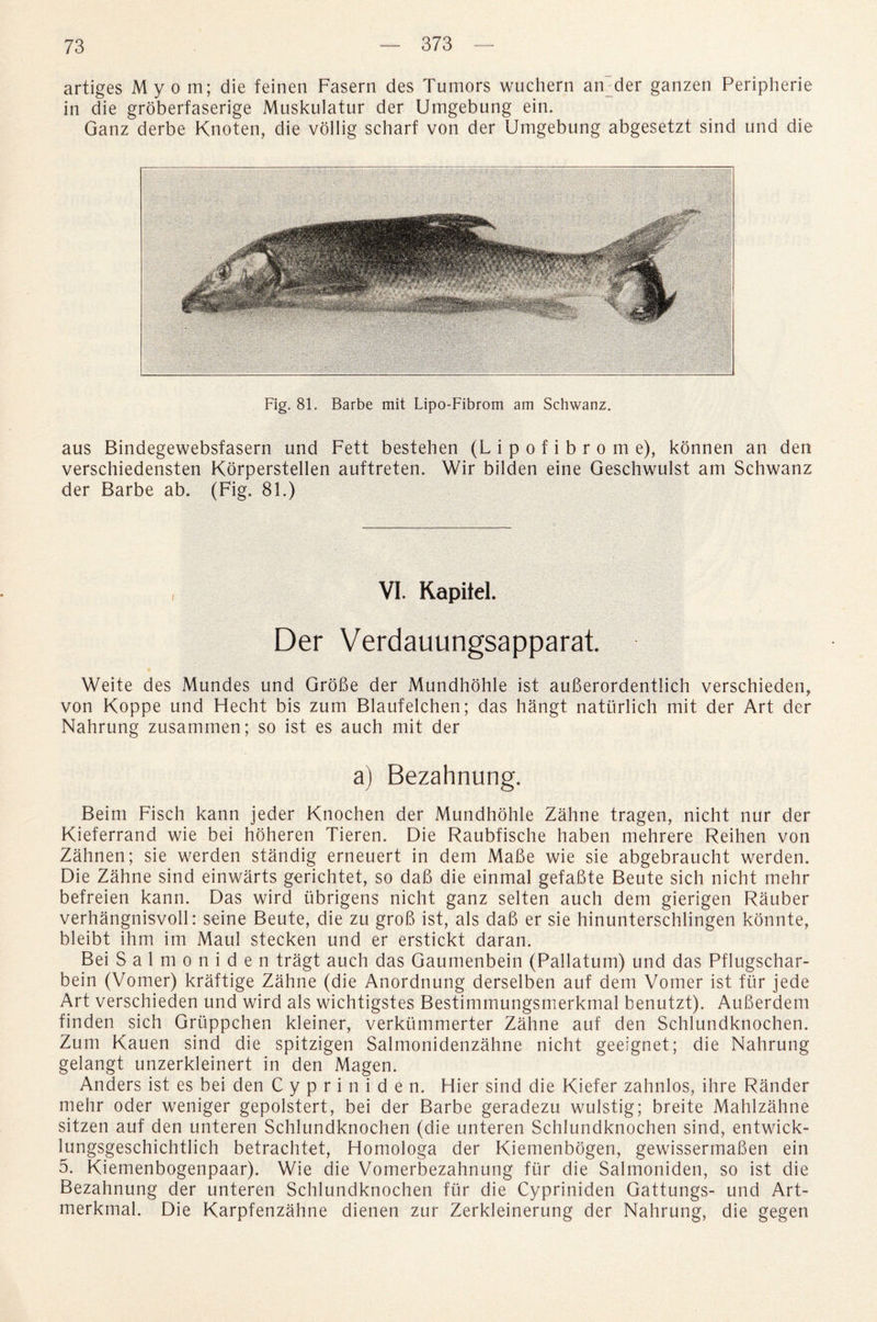 artiges My o m; die feinen Fasern des Tumors wuchern atvder ganzen Peripherie in die groberfaserige Muskulatur der Umgebung ein. Ganz derbe Knoten, die vollig scharf von der Umgebung abgesetzt sind und die Fig. 81. Barbe mit Lipo-Fibrom am Schwanz. aus Bindegewebsfasern und Fett bestehen (L i p o f i b r o m e), konnen an den verschiedensten Korperstellen auftreten. Wir bilden eine Geschwulst am Schwanz der Barbe ab. (Fig. 81.) , VI. Kapilel. Der Verdauungsapparat. Weite des Mundes und GroBe der Mundhohle ist auBerordentlich verschieden, von Koppe und Hecht bis zum Blaufelchen; das hangt natiirlich mit der Art der Nahrung zusammen; so ist es auch mit der a) Bezahnung. Beim Fisch kann jeder Knochen der Mundhohle Zahne tragen, nicht nur der Kieferrand wie bei hoheren Tieren. Die Raubfische haben mehrere Reihen von Zahnen; sie werden standig erneuert in dem MaBe wie sie abgebraucht werden. Die Zahne sind einwarts gerichtet, so daB die einmal gefaBte Beute sich nicht mehr befreien kann. Das wird iibrigens nicht ganz selten auch dem gierigen Rauber verhangnisvoll: seine Beute, die zu groB ist, als daB er sie hinunterschlingen konnte, bleibt ihm im Maul stecken und er erstickt daran. Bei Salmoniden tragt auch das Gaumenbein (Pallatum) und das Pflugschar- bein (Vomer) kraftige Zahne (die Anordnung derselben auf dem Vomer ist fur jede Art verschieden und wird als wichtigstes Bestimmungsmerkmal benutzt). AuBerdem finden sich Griippchen kleiner, verkummerter Zahne auf den Schlundknochen. Zum Kauen sind die spitzigen Salmonidenzahne nicht geeignet; die Nahrung gelangt unzerkleinert in den Magen. Anders ist es bei den Cypriniden. Hier sind die Kiefer zahnlos, ihre Rander mehr oder weniger gepolstert, bei der Barbe geradezu wulstig; breite Mahlzahne sitzen auf den unteren Schlundknochen (die unteren Schlundknochen sind, entwick- lungsgeschichtlich betrachtet, Homologa der Kiemenbogen, gewissermaBen ein 5. Kiemenbogenpaar). Wie die Vomerbezahnung fur die Salmoniden, so ist die Bezahnung der unteren Schlundknochen fur die Cypriniden Gattungs- und Art- merkmal. Die Karpfenzahne dienen zur Zerkleinerung der Nahrung, die gegen