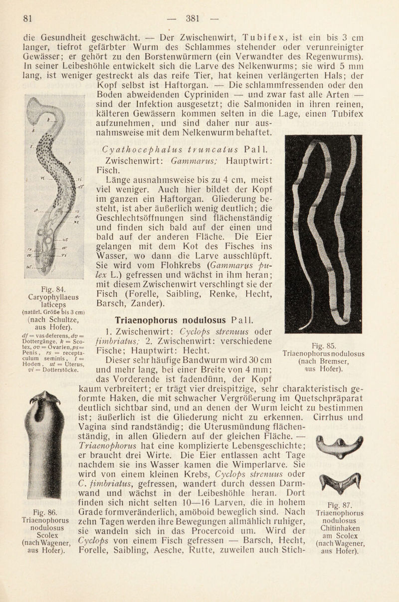 P w fi- -. iSa&m die Gesundheit geschwacht. — Der Zwischenwirt, Tubifex, ist ein bis 3 cm langer, tiefrot gefarbter Wurm des Schlammes stehender oder verunreinigter Gewasser; er gehort zu den Borstenwiirmern (ein Verwandter des Regenwurms). In seiner Leibeshohle entwickelt sich die Larve des Nelkenwurms; sie wird 5 mm lang, ist weniger gestreckt als das reife Tier, hat keinen verlangerten Hals; der Kopf selbst ist Haftorgan. — Die schlammfressenden oder den Boden abweidenden Cypriniden — und zwar fast alle Arten — sind der Infektion ausgesetzt; die Salmoniden in ihren reinen, kalteren Gewassern kommen selten in die Lage, einen Tubifex aufzunehmen, und sind daher nur aus- nahmsweise mit dem Nelkenwurm behaftet. Cy athocephalus truncal us Pall. Zwischenwirt: Gammarus; Hauptwirt: Fisch. Lange ausnahmsweise bis zu 4 cm, meist viel weniger. Auch hier bildet der Kopf im ganzen ein Haftorgan. Gliederung be- steht, ist aber auBerlich wenig deutlich; die Geschlechtsoffnungen sind flachenstandig und finden sich bald auf der einen und bald auf der anderen Flache. Die Eier gelangen mit dem Kot des Fisches ins Wasser, wo dann die Larve ausschliipft. Sie wird vom Flohkrebs (Gammarus pu- lex L.) gefressen und wachst in ihm heran; mit diesem Zwischenwirt verschlingt sie der Fisch (Forelle, Saibling, Renke, Heclit, Barsch, Zander). Fig. 84. Caryophyllaeus laticeps (natiirl. Grofie bis 3 cm) (nach Schultze, aus Hofer). df = vas deferens, dv = Dottergange, k = Sco- lex, ov = Ovarien,/?5= Penis , rs = recepta- culum seminis , t = Hoden , ut — Uterus, vi = Dotterstocke. Fig. 85. Triaenophorusnodulosus (nach Bremser, aus Hofer). Triaenophorus nodulosus Pall. 1. Zwischenwirt: Cyclops strenuus oder firnbriatus; 2. Zwischenwirt: verschiedene Fische; Hauptwirt: Hecht. Dieser sehr haufige Bandwurm wird 30 cm und mehr lang, bei einer Breite von 4 mm; das Vorderende ist fadendilnn, der Kopf kaum verbreitert; er tragt vier dreispitzige, sehr charakteristisch ge- formte Haken, die mit schwacher Vergroberung im Quetschpraparat deutlich sichtbar sind, und an denen der Wurm leicht zu bestimmen ist; auberlich ist die Gliederung nicht zu erkennen. Cirrhus und Vagina sind randstandig; die Uterusmundung flachen¬ standig, in alien Gliedern auf der gleichen Flache. — Triaenophorus hat eine komplizierte Lebensgeschichte; er braucht drei Wirte. Die Eier entlassen acht Tage nachdem sie ins Wasser kamen die Wimperlarve. Sie wird von einem kleinen Krebs, Cyclops strenuus oder C. firnbriatus, gefressen, wandert durch dessen Darm- wand und wachst in der Leibeshohle heran. Dort finden sich nicht selten 10—16 Larven, die in hohem Grade formveranderlich, amoboid beweglich sind. Nach zehn Tagen werden ihre Bewegungen ailmahlich ruhiger, sie wandeln sich in das Procercoid um. Wird der (nachWagener, Cyclops von einem Fisch gefressen — Barsch, Hecht, aus Hofer). ’ Forelle, Saibling, Aesche, Rutte, zuweilen auch Stich- Fig. 86. Triaenophorus nodulosus Scolex Fig. 87. Triaenophorus nodulosus Chitinhaken am Scolex (nachWagener, aus Hofer).