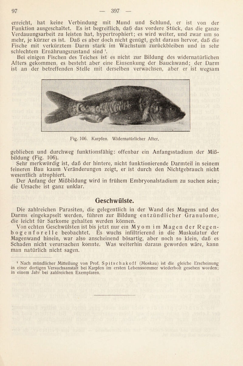 erreicht, hat keine Verbindung mit Mund und Schlund, er ist von der Funktion ausgeschaltet. Es ist begreiflich, dab das vordere Stuck, das die ganze Verdauungsarbeit zu leisten hat, hypertrophiert; es wird weiter, und zwar um so mehr, je ktirzer es ist. Dab es aber doch nicht gentigt, geht daraus hervor, dab die Fische mit verkurztem Darm stark im Wachstum zuriickbleiben und in sehr schlechtem Ernahrungszustand sind h Bei einigen Fischen des Teiches ist es nicht zur Bildung des widernattirlichen Afters gekommen. es besteht aber eine Einsenkung der Bauchwand; der Darm ist an der betreffenden Stelle mit derselben verwachsen, aber er ist wegsam Fig. 106. Karpfen. Widernaturlicher After. geblieben und durchweg funktionsfahig: offenbar ein Anfangsstadium der Mib- bildung (Fig. 106). Sehr merkwiirdig ist, dab der hintere, nicht funktionierende Darmteil in seinem feineren Bau kaum Veranderungen zeigt, er ist durch den Nichtgebrauch nicht wesentlich atrophiert. Der Anfang der Mibbildung wird in fruhem Embryonalstadium zu suchen sein; die Ursache ist ganz unklar. Geschwiilste. Die zahlreichen Parasiten, die gelegentlich in der Wand des Magens und des Darms eingekapselt werden, flihren zur Bildung entzundlicher Granulome, die leicht fur Sarkome gehalten werden konnen. Von echten Geschwiilsten ist bis jetzt nur ein Myom im Magen der Regen- bogenforelle beobachtet. Es wuchs infiltrierend in die Muskulatur der Magenwand hinein, war also anscheinend bosartig, aber noch so klein, dab es Schaden nicht verursachen konnte. Was weiterhin daraus geworden ware, kann man naturlich nicht sagen. 1 Nach miindlicher Mitteilung von Prof. Spitschakoff (Moskau) ist die gleiche Erscheinung in einer dortigen Versuchsanstalt bei Karpfen im ersten Lebenssommer wiederholt gesehen worden; in einem Jahr bei zahlreichen Exemplaren.