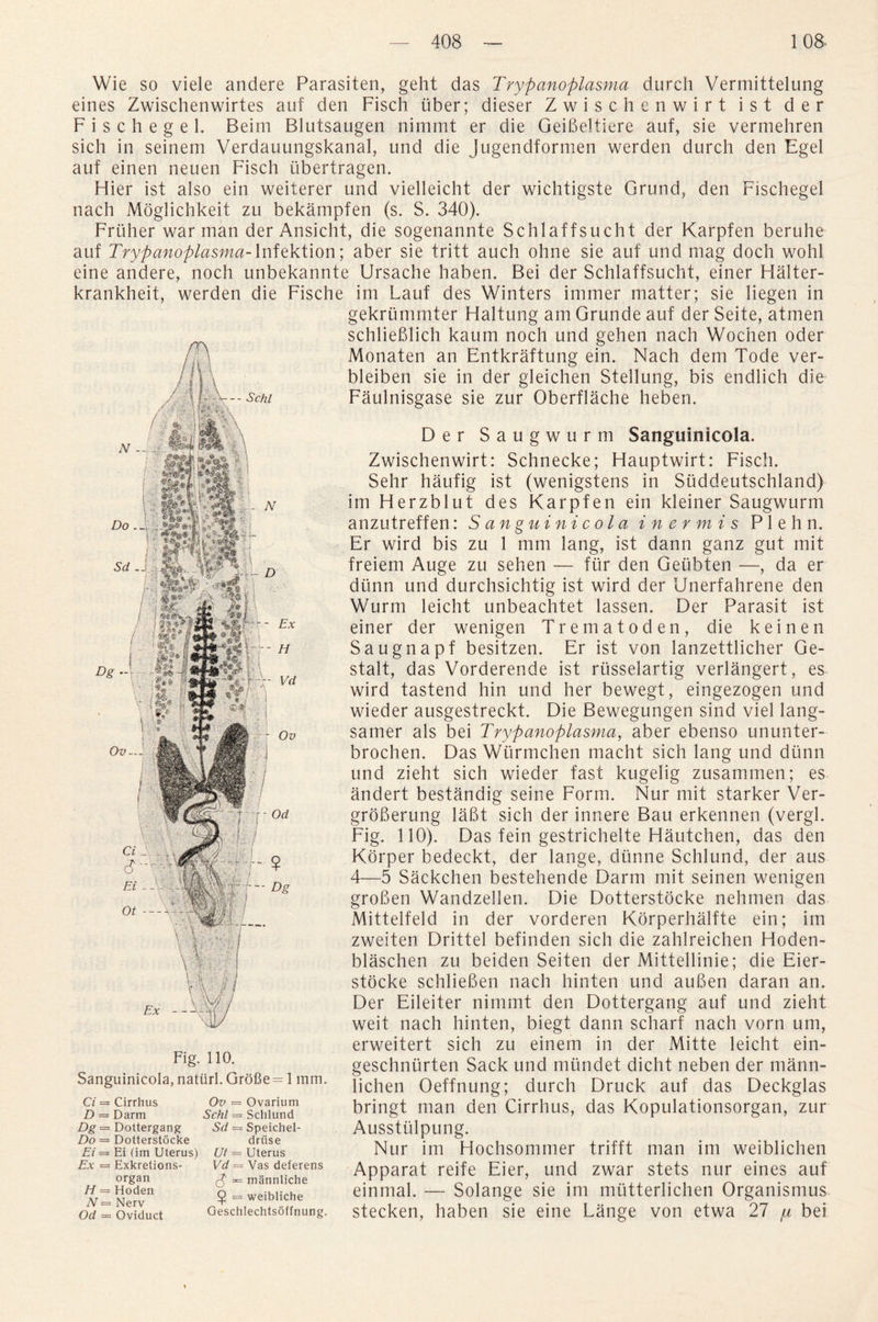 Wie so viele andere Parasiten, geht das Trypanoplasma durch Vermittelung eines Zwischenwirtes auf den Fisch uber; dieser Zwischenwirt ist der Fischegel. Beim Blutsaugen nimmt er die GeiBeltiere auf, sie vermehren sich in seinem Verdauungskanal, und die Jugendformen werden durch den Egel auf einen neuen Fisch ubertragen. Flier ist also ein weiterer und vielleicht der wichtigste Grund, den Fischegel nach Moglichkeit zu bekampfen (s. S. 340). Frtiher war man der Ansicht, die sogenannte Schlaffsucht der Karpfen beruhe auf Trypanoplasma-Infektion; aber sie tritt auch ohne sie auf und mag doch wohl eine andere, noch unbekannte Ursache haben. Bei der Schlaffsucht, einer Flalter- krankheit, werden die Fische im Lauf des Winters immer matter; sie liegen in gekrummter Haltung am Grunde auf der Seite, atmen schlieBlich kaum noch und gehen nach Wochen oder Monaten an Entkraftung ein. Nach dem Tode ver- bleiben sie in der gleichen Stellung, bis endlich die Faulnisgase sie zur Oberflache heben. N Do.. 3 Sd J Dg ■ Ov — Fig. 110. Sanguinicola, natiirl. Gro6e = 1 mm. Ci = Cirrhus Ov = Ovarium D = Darm Schl — Sclilund Dg = Dottergang Sd = Speichel- Do — Dotterstocke druse Ei = Ei (im Uterus) Ut = Uterus Ex = Exkretions- Vd — Vas deferens organ =*= mannliche Nefv $ = weibliche Qd _ Oviduct Geschlechtsoffnung. Der Saugwurm Sanguinicola. Zwischenwirt: Schnecke; Hauptwirt: Fisch. Sehr haufig ist (wenigstens in Suddeutschland) im Herzblut des Karpfen ein kleiner Saugwurm anzutreffen: Sanguinicola i n e r m i s P 1 e h n. Er wird bis zu 1 mm lang, ist dann ganz gut mit freiem Auge zu sehen — fur den Geiibten —, da er diinn und durchsichtig ist wird der Unerfahrene den Wurm leicht unbeachtet lassen. Der Parasit ist einer der wenigen Trematoden, die keinen Saugnapf besitzen. Er ist von lanzettlicher Ge¬ stalt, das Vorderende ist russelartig verlangert, es wird tastend hin und her bewegt, eingezogen und wieder ausgestreckt. Die Bewegungen sind viel lang- samer als bei Trypanoplasma, aber ebenso ununter- brochen. Das Wiirmchen macht sich lang und diinn und zieht sich wieder fast kugelig zusammen; es andert bestandig seine Form. Nur mit starker Ver- groBerung laBt sich der innere Ban erkennen (vergl. Fig. 110). Das fein gestrichelte Flautchen, das den Kdrper bedeckt, der lange, diinne Schlund, der aus 4—5 Sackchen bestehende Darm mit seinen wenigen groBen Wandzellen. Die Dotterstocke nehmen das Mittelfeld in der vorderen Korperhalfte ein; im zweiten Drittel befinden sich die zahlreichen Hoden- blaschen zu beiden Seiten der Mittellinie; die Eier- stocke schlieBen nach hinten und auBen daran an. Der Eileiter nimmt den Dottergang auf und zieht weit nach hinten, biegt dann scharf nach vorn um, erweitert sich zu einem in der Mitte leicht ein- geschntirten Sack und miindet dicht neben der mann- lichen Oeffnung; durch Druck auf das Deckglas bringt man den Cirrhus, das Kopulationsorgan, zur Ausstiilpung. Nur im Flochsommer trifft man im weiblichen Apparat reife Eier, und zwar stets nur eines auf einmal. — Solange sie im mutterlichen Organismus stecken, haben sie eine Lange von etwa 27 ^ bei