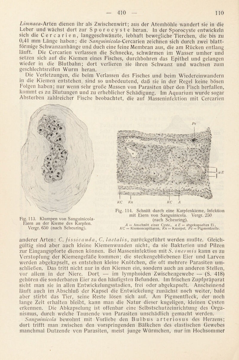 Limnaea-Arten dienen ihr als Zwischenwirt; aus der Atemhohle wandert sie in die Leber und wachst dort zur Sporocyste heran. In der Sporocyste entwickeln sich die Cercarien, langgeschwanzte, lebhaft bewegliche Tierchen, die bis zu 0,41 mm Lange haben; die Sanguinicola-Cercarien zeichnen sich durch zwei blatt- formige Schwanzanhange und duch eine feine Membran aus, die am Riicken entlang lauft. Die Cercarien verlassen die Schnecke, schwarmen im Wasser umher und setzen sich auf die Kiemen eines Fisches, durchbohren das Epithel und gelangen wieder in die Blutbahn; dort verlieren sie ihren Schwanz und wachsen zum geschlechtsreifen Wurm heran. Die Verletzungen, die beim Verlassen des Fisches und beim Wiedereinwandern in die Kiemen entstehen, sind so unbedeutend, dab sie in der Regel keine bosen Folgen haben; nur wenn sehr grobe Massen von Parasiten liber den Fisch herfallen, kommt es zu Blutungen und zu erheblicher Schadigung. Im Aquarium wurde sogar Absterben zahlreicher Fische beobachtet, die auf Masseninfektion mit Cercarien Fig. 113. Klumpen von Sanguinicola- Eiern an der Kieme des Karpfen. Vergr. 650 (nach Scheuring). Pz v. . j||L . ■,, ' * vh *%%a •' v* \ * w, cos* %%*11 s %) 4;* y?! ? *<*•*■' - * k. A - t ':4 O v 4, v ,< w v ,x .. . * * s t >« Vi*«. ■•&*-+ *Ss: tvz ** r % * maf **. . « w, yf>4 •.; ; . , ; : , ' ; * « - * 4*> <>> <%> «•» «> * a. * *1* ^ ^ 'V ^ y •••' .... * ■' -A ^ v,. s«.—- —■■■■ •«« — - f: *>• „ 5 **5 s *•* ^ ***** * ,-5T ; ■=*—^ V S3 <>Js.o ~-J.Vg/* x. ■ . __ 1 «s-' •' ft f « > a E Fig. 114. Schnitt durch eine Karpfenkieme, Infektion mit Eiern von Sanguinicola. Vergr. 250 (nach Scheuring). A — Anschnitt einer Cyste, aE— abgekapseltes Ei, KC = Kiemencapillaren, Kn = Knorpel, Pz = Pigmentzeile. anderer Arten: C. fissicauda, C. laetalis, zurtickgefuhrt werden mubte. Gleich- gultig sind aber auch kleine Kiemenwunden nicht, da sie Bakterien und Pilzen zur Eingangspforte dienen konnen. Bei Masseninfektion mit 5. inermis kann es zu Verstopfung der Kiemengefabe kommen; die steckengebliebenen Eier und Larven werden abgekapselt, es entstehen kleine Knotchen, die oft mehrere Parasiten um- schlieben. Das tritt nicht nur in den Kiemen ein, sondern auch an anderen Stellen, vor allem in der Niere. Dort — im lymphoiden Zwischengewebe — (S. 418) gehoren die sonderbaren Eier zu den haufigsten Befunden. Im frischen Zupfpraparat sieht man sie in alien Entwickelungsstadien, frei oder abgekapselt. Anscheinend lauft auch im Abschlub der Kapsel die Entwickelung zunachst noch weiter, bald aber stirbt das Tier, seine Reste losen sich auf. Am Pigmentfleck, der noch lange Zeit erhalten bleibt, kann man die Natur dieser kugeligen, kleinen Cysten erkennen. Die Abkapselung ist offenbar eine Selbstschutzeinrichtung des Orga- nismus, durch welche Tausende von Parasiten unschadlich gemacht werden. Sanguinicola bewohnt mit Vorliebe den B u 1 b u s arteriosus des Herzens; dort trifft man zwischen den vorspringenden Balkchen des elastischen Gewebes manchmal Dutzende von Parasiten, meist junge Wiirmchen, nur im Hochsommer