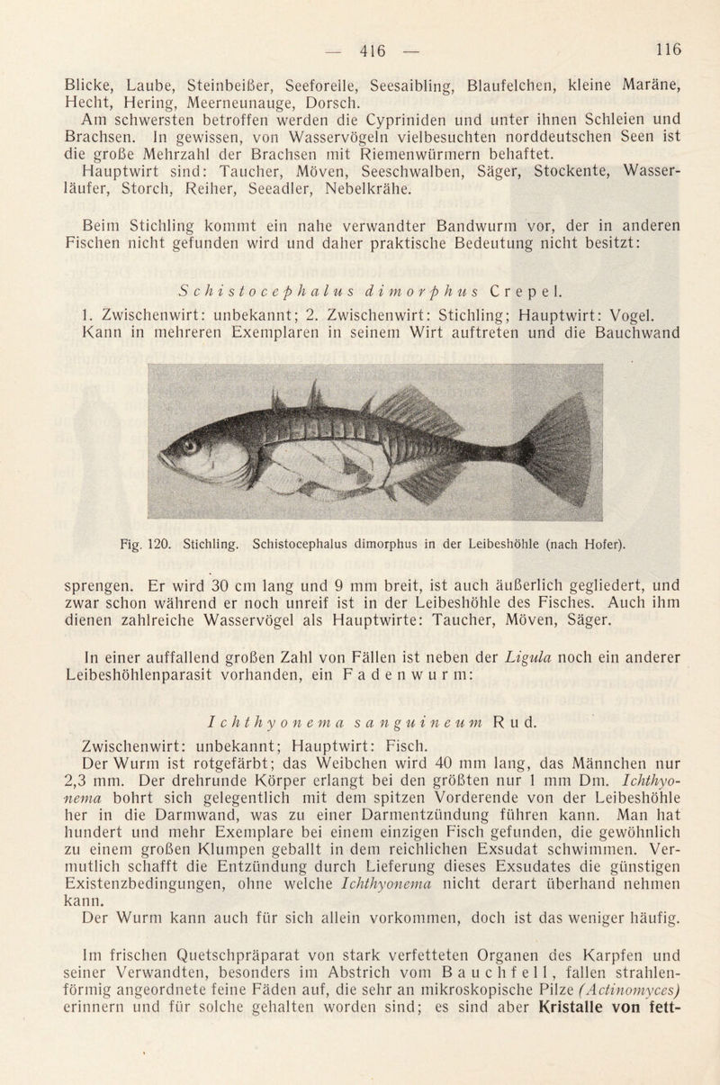 Blicke, Laube, SteinbeiBer, Seeforelle, Seesaibling, Blaufelcben, kleine Marane, Hecht, Bering, Meerneunauge, Dorsch. Am schwersten betroffen werden die Cypriniden und unter ihnen Schleien und Brachsen. In gewissen, von Wasservogeln vielbesuchten norddeutschen Seen ist die groBe Mehrzahl der Brachsen mit Riemenwurmern behaftet. Hauptwirt sind: Taucher, Moven, Seeschwalben, Sager, Stockente, Wasser- laufer, Storch, Reiher, Seeadler, Nebelkrahe. Beim Stickling kommt ein nahe verwandter Bandwurm vor, der in anderen Fischen nicht gefunden wird und daher praktische Bedeutung nicht besitzt: Schistocephalus dimorphus C repel. 1. Zwischenwirt: unbekannt; 2. Zwischenwirt: Stichling; Hauptwirt: Vogel. Kann in mehreren Exemplaren in seinem Wirt auftreten und die Bauchwand Fig. 120. Stichling. Schistocephalus dimorphus in der Leibeshohle (nach Hofer). sprengen. Er wird 30 cm lang und 9 mm breit, ist auch auBerlich gegliedert, und zwar schon wahrend er noch unreif ist in der Leibeshohle des Fisches. Auch ihm dienen zahlreiche Wasservogel als Hauptwirte: Taucher, Moven, Sager. In einer auffallend groBen Zahl von Fallen ist neben der Ligula noch ein anderer Leibeshohlenparasit vorhanden, ein Fadenwurm: I chthyonem a sanguineum Rud. Zwischenwirt: unbekannt; Hauptwirt: Fisch. Der Wurm ist rotgefarbt; das Weibchen wird 40 mm lang, das Mannchen nur 2,3 mm. Der drehrunde Korper erlangt bei den groBten nur 1 mm Dm. Ichthyo- nema bohrt sich gelegentlich mit dem spitzen Vorderende von der Leibeshohle her in die Darmwand, was zu einer Darmentzundung ftihren kann. Man hat hundert und mehr Exemplare bei einem einzigen Fisch gefunden, die gewohnlich zu einem groBen Klumpen geballt in dem reichlichen Exsudat schwimmen. Ver- mutlich schafft die Entzundung durch Lieferung dieses Exsudates die giinstigen Existenzbedingungen, ohne welche Ichthyonema nicht derart uberhand nehmen kann. Der Wurm kann auch fur sich allein vorkommen, doch ist das weniger haufig. Im frischen Quetschpraparat von stark verfetteten Organen des Karpfen und seiner Verwandten, besonders im Abstrich vom B a u c h f e 11 , fallen strahlen- formig angeordnete feine Faden auf, die sehr an inikroskopische Pilze (Actinomyces) erinnern und fur solche gehalten worden sind; es sind aber Kristalle von fett-
