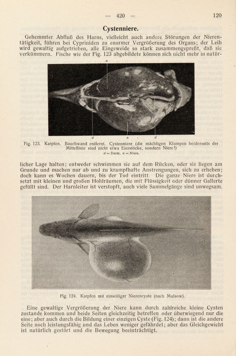 Cystenniere* Gehemmter AbfluB des Harns, vielleicht auch andere Storungen der Nieren- tatigkeit, fiihren bei Cypriniden zu enormer VergroBerung des Organs; der Leib wird gewaltig aufgetrieben, alle Eingeweide so stark zusammengepreBt, daB sie verkummern. Fische wie der Fig. 123 abgebildete konnen sich nicht mehr in nattir- n Fig. 123. Karpfen. Bauchwand entfernt. Cystenniere (die machtigen Klumpen beiderseits der Mittellinie sind nicht etwa Eierstocke, sondern Niere!) d — Darm, n = Niere. iicher Lage halten; entweder schwimmen sie auf dem Riicken, oder sie liegen am Grunde und machen nur ab und zu krampfhafte Anstrengungen, sich zu erheben; doch kann es Wochen dauern, bis der Tod eintritt. Die gauze Niere ist durch- setzt mit kleinen und groBen Hohlraumen, die mit Flussigkeit oder diinner Gallerte geftillt sind. Der Harnleiter ist verstopft, auch viele Sammelgange sind unwegsam. Fig. 124. Karpfen mit einseitiger Nierencyste (nach Mulsow). Eine gewaltige VergroBerung der Niere kann durch zahlreiche kleine Cysten zustande kommen und beide Seiten gleichzeitig betreffen oder iiberwiegend nur die eine; aber auch durch die Bildung einer einzigen Cyste (Fig. 124); dann ist die andere Seite noch leistungsfahig und das Leben weniger gefahrdet; aber das Gleichgewicht ist naturlich gestort und die Bewegung beeintrachtigt.
