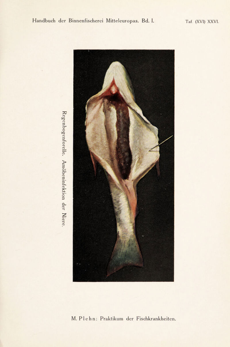 M. Plehn: Praktikum der Fischkrankheiten.