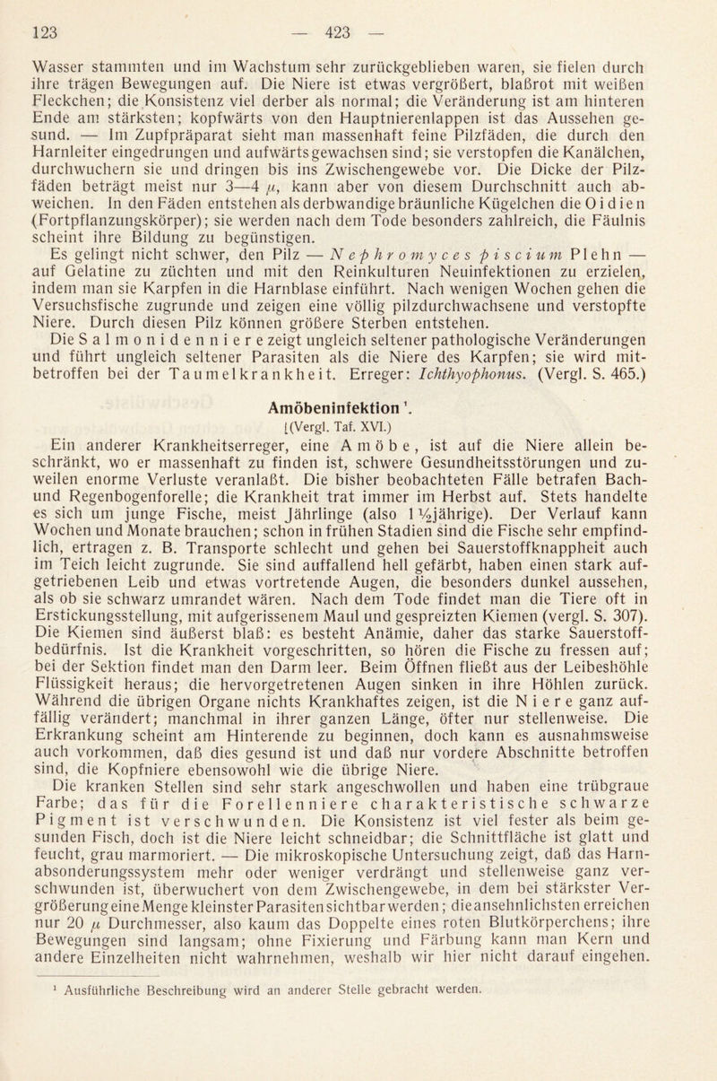 Wasser stammten und im Wachstum sehr zuruckgeblieben waren, sie fielen durch ihre tragen Bewegungen auf. Die Niere ist etwas vergrobert, blabrot mil weiben Fleckchen; die Konsistenz viel derber als normal; die Veranderung ist am hinteren Ende am starksten; kopfwarts von den Hauptnierenlappen ist das Aussehen ge- sund. — Im Zupfpraparat sieht man massenhaft feine Pilzfaden, die durch den Harnleiter eingedrungen und aufwartsgewachsen sind; sie verstopfen die Kanalchen, durchwuchern sie und dringen bis ins Zwischengewebe vor. Die Dicke der Pilz¬ faden betragt meist nur 3—4 y, kann aber von diesem Durchschnitt auch ab- weichen. In den Faden entstehen als derbwandige braunliche Kiigelchen dieOidien (Fortpflanzungskorper); sie werden nach dem Tode besonders zahlreich, die Faulnis scheint ihre Bildung zu begimstigen. Es gelingt nicht schwer, den Pilz — Nephromyces p i s cium Plehn — auf Gelatine zu zuchten und mit den Reinkulturen Neuinfektionen zu erzielen, indem man sie Karpfen in die Harnblase einfiihrt. Nach wenigen Wochen gehen die Versuchsfische zugrunde und zeigen eine vollig pilzdurchwachsene und verstopfte Niere. Durch diesen Pilz konnen grobere Sterben entstehen. Die Salmonidenniere zeigt ungleich seltener pathologische Veranderungen und fuhrt ungleich seltener Parasiten als die Niere des Karpfen; sie wird mit- betroffen bei der Taumelkrankheit. Erreger: Ichthyophonus. (Vergl. S. 465.) Amdbeninfektion \ [(Vergl. Taf. XVI.) Ein anderer Krankheitserreger, eine A m o b e, ist auf die Niere allein be- schrankt, wo er massenhaft zu finden ist, schwere Gesundheitsstorungen und zu- weilen enorme Verluste veranlabt. Die bisher beobachteten Falle betrafen Bach- und Regenbogenforelle; die Krankheit trat immer im Herbst auf. Stets handelte es sich um junge Fische, meist Jahrlinge (also 1 V2jahrige). Der Verlauf kann Wochen und Monate brauchen; schon in friihen Stadien sind die Fische sehr empfind- lich, ertragen z. B. Transporte schlecht und gehen bei Sauerstoffknappheit auch im Teich leicht zugrunde. Sie sind auffallend hell gefarbt, haben einen stark auf- getriebenen Leib und etwas vortretende Augen, die besonders dunkel aussehen, als ob sie schwarz umrandet waren. Nach dem Tode findet man die Tiere oft in Erstickungsstellung, mit aufgerissenem Maul und gespreizten Kiemen (vergl. S. 307). Die Kiemen sind auberst blab: es besteht Anamie, daher das starke Sauerstoff- bedurfnis. Ist die Krankheit vorgeschritten, so horen die Fische zu fressen auf; bei der Sektion findet man den Darm leer. Beim Offnen fliebt aus der Leibeshohle Flussigkeit heraus; die hervorgetretenen Augen sinken in ihre Hohlen zuriick. Wahrend die ubrigen Organe nichts Krankhaftes zeigen, ist die Niere ganz auf- fallig verandert; manchmal in ihrer ganzen Lange, ofter nur stellenweise. Die Erkrankung scheint am Hinterende zu beginnen, doch kann es ausnahmsweise auch vorkommen, dab dies gesund ist und dab nur vordere Abschnitte betroffen sind, die Kopfniere ebensowohl wie die iibrige Niere. Die kranken Stellen sind sehr stark angeschwollen und haben eine trubgraue Farbe; das fur die Forellenniere charakteristische schwarze Pigment ist verschwunden. Die Konsistenz ist viel fester als beim ge- sunden Fisch, doch ist die Niere leicht schneidbar; die Schnittflache ist glatt und feucht, grau marmoriert. — Die mikroskopische Untersuchung zeigt, dab das Harn- absonderungssystem mehr oder weniger verdrangt und stellenweise ganz ver¬ schwunden ist, uberwuchert von dem Zwischengewebe, in dem bei starkster Ver- groberungeineMengekleinster Parasitensichtbarwerden; dieansehnlichsten erreichen nur 20 ^ Durchmesser, also kaum das Doppelte eines roten Blutkorperchens; ihre Bewegungen sind langsam; ohne Fixierung und Farbung kann man Kern und andere Einzelheiten nicht wahrnehmen, weshalb wir hier nicht darauf eingehen. 1 Ausfiihrliche Beschreibung wird an anderer -Stelle gebracht werden.