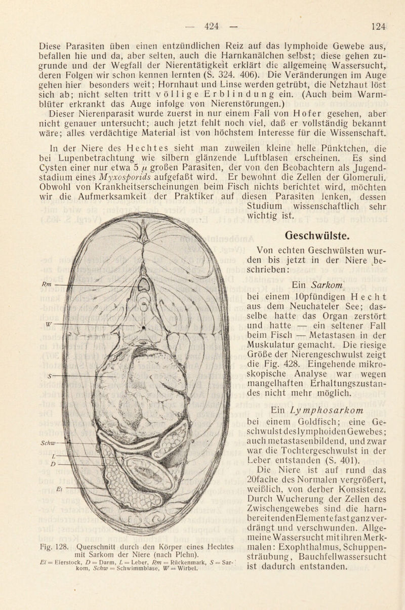 Diese Parasiten uben einen entziindlichen Reiz auf das lymphoide Gewebe aus, befallen hie und da, aber selten, auch die Harnkanalchen selbst; diese gehen zu- grunde und der Wegfall der Nierentatigkeit erklart die allgemeine WassersuchR deren Folgen wir schon kennen lernten (S. 324. 406). Die Veranderungen im Auge gehen hier besonders weit; Hornhaut und Linse werden getrubt, die Netzhaut lost sich ab; nicht selten tritt vollige Erblindung ein. (Auch beim Warm- bliiter erkrankt das Auge infolge von Nierenstdrungen.) Dieser Nierenparasit wurde zuerst in nur einem Fall von Flofer gesehen, aber nicht genauer untersucht; auch jetzt fehlt noch viel, daB er vollstandig bekannt ware; alles verdachtige Material ist von hochstem Interesse fur die WissenschafE In der Niere des Hechtes sieht man zuweilen kleine helle Punktchen, die bei Lupenbetrachtung wie silbern glanzende Luftblasen erscheinen. Es sind Cysten einer nur etwa 5 y groBen Parasiten, der von den Beobachtern als Jugend- stadium eines Myxosporids aufgefaBt wird. Er bewohnt die Zellen der Glomeruli. Obwohl von Krankheitserscheinungen beim Fisch nichts berichtet wird, mochten wir die Aufmerksamkeit der Praktiker auf diesen Parasiten ienken, dessen Studium wissenschaftlich sehr wichtig ist. Geschwulste. Von echten Geschwiilsten wur- den bis jetzt in der Niere Lbe- schrieben : Ein Sarkom j bei einem lOpftindigen H e c h t aus dem Neuchateler See; das- selbe hatte das Organ zerstort und hatte — ein seltener Fall beim Fisch — Metastasen in der Muskulatur gemacht. Die riesige GroBe der Nierengeschwulst zeigt die Fig. 428. Eingehende mikro- skopische Analyse war wegen mangelhaften Erhaltungszustan- des nicht mehr moglich. Ein Ly mphosarkom bei einem Goldfisch; eine Ge- schwulst deslymphoiden Gewebes; auch metastasenbildend, und zwar war die Tochtergeschwulst in der Leber entstanden (S. 401). Die Niere ist auf rund das 20fache des Normalen vergroBert, weiBlich, von derber Konsistenz. Durch Wucherung der Zellen des Zwischengewebes sind die harn- bereitendenElementefastganzver- drangt und verschwunden. Allge- meine Wassersucht mitihrenMerk- malen: Exophthalmus, Schuppen- straubung, Bauchfellwassersucht ist dadurch entstanden. Schw L D Fig. 128. Querschnitt durch den Korper eines Hechtes mit Sarkom der Niere (tiach Plehn). Ei = Eierstock, D = Darm, L = Leber, Rm = Riickenmark, S' = Sar¬ kom, Schw = Schwimmblase, W = Wirbel.