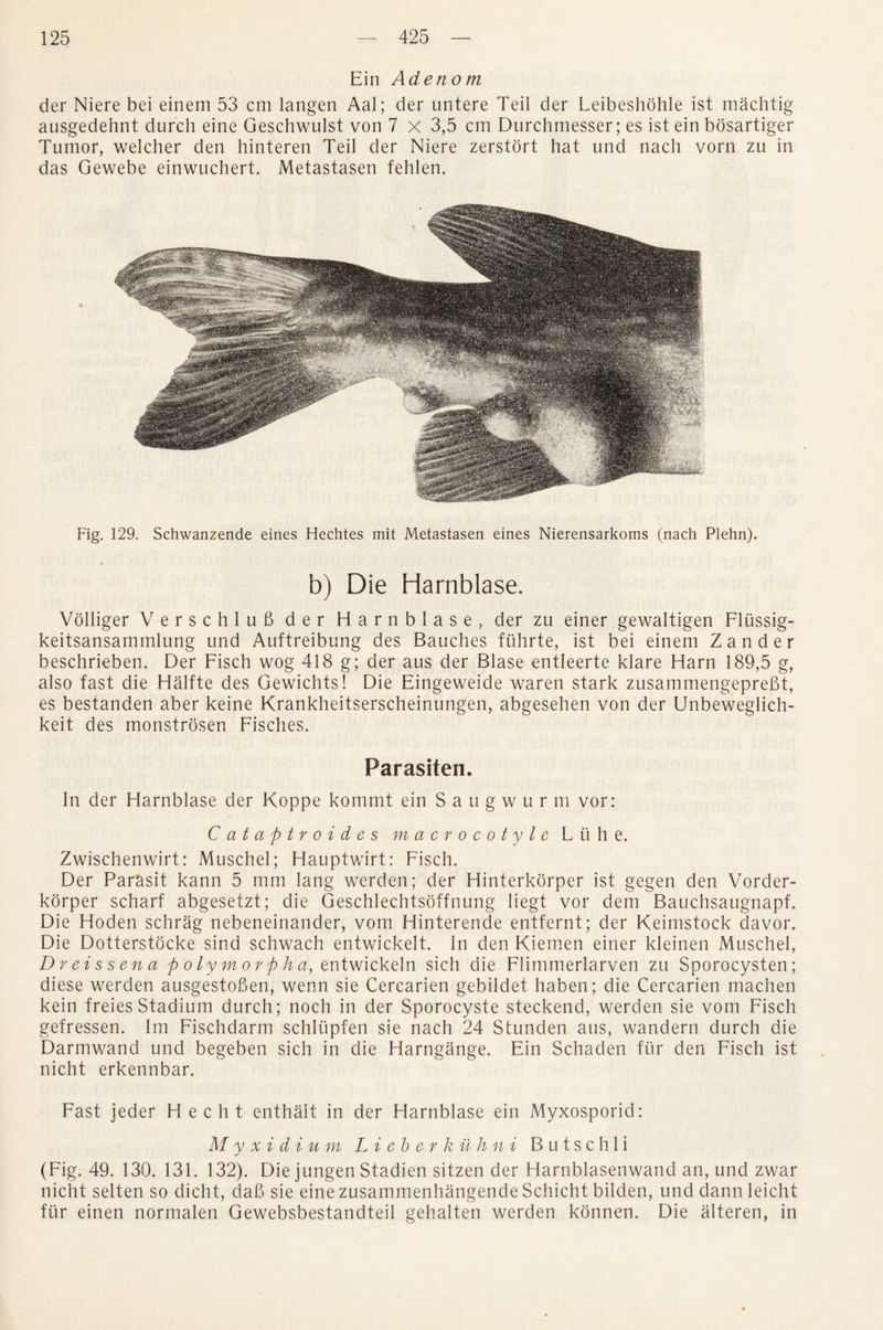 Ein Adenom der Niere bei einem 53 cm langen Aal; der untere Teil der Leibeshohle ist machtig ausgedehnt durch eine Geschwulst von 7 x 3,5 cm Durchmesser; es ist ein bosartiger Tumor, welcher den hinteren Teil der Niere zerstort hat und nach vorn zu in das Gewebe einwuchert. Metastasen fehlen. Fig. 129. Schwanzende eines Hechtes mil Metastasen eines Nierensarkoms (nach Plehn). b) Die Harnblase. Volliger VerschluB der Harnblase, der zu einer gewaltigen Flussig- keitsansammlung und Auftreibung des Bauches fiihrte, ist bei einem Zander beschrieben. Der Fisch wog 418 g; der aus der Blase entleerte klare Harn 189,5 g, also fast die Halfte des Gewichts! Die Eingeweide waren stark zusammengepreBt, es bestanden aber keine Krankheitserscheinungen, abgesehen von der Unbeweglich- keit des monstrosen Fisches. Parasiten. In der Harnblase der Koppe kommt ein 8 a u g w u r m vor: Cataptroides macrocotyle L it h e. Zwischenwirt: Muschel; Hauptwirt: Fisch. Der Parasit kann 5 mm lang werden; der Hinterkorper ist gegen den Vorder- korper scharf abgesetzt; die Geschlechtsoffnung liegt vor dem Bauchsaugnapf. Die Hoden schrag nebeneinander, vom Hinterende entfernt; der Keimstock davor. Die Dotterstocke sind schwach entwickelt. In den Kiemen einer kleinen Muschel, Dreissena polymorph a, e ntwickeln sich die Flimmerlarven zu Sporocysten; diese werden ausgestoBen, wenn sie Cercarien gebildet haben; die Cercarien machen kein freies Stadium durch; noch in der Sporocyste steckend, werden sie vom Fisch gefressen. Im Fischdarm schlupfen sie nach 24 Stunden aus, wandern durch die Darmwand und begeben sich in die Harngange. Ein Schaden fur den Fisch ist nicht erkennbar. Fast jeder Hecht enthalt in der Harnblase ein Myxosporid: Myxidium Li eb er k il h n i B u t s c h 1 i (Fig. 49. 130. 131. 132). Die jungen Stadien sitzen der Harnblasenwand an, und zwar nicht selten so dicht, daB sie eine zusammenhangende Schicht bilden, und dann leicht fur einen normalen Gewebsbestandteil gehalten werden konnen. Die alteren, in