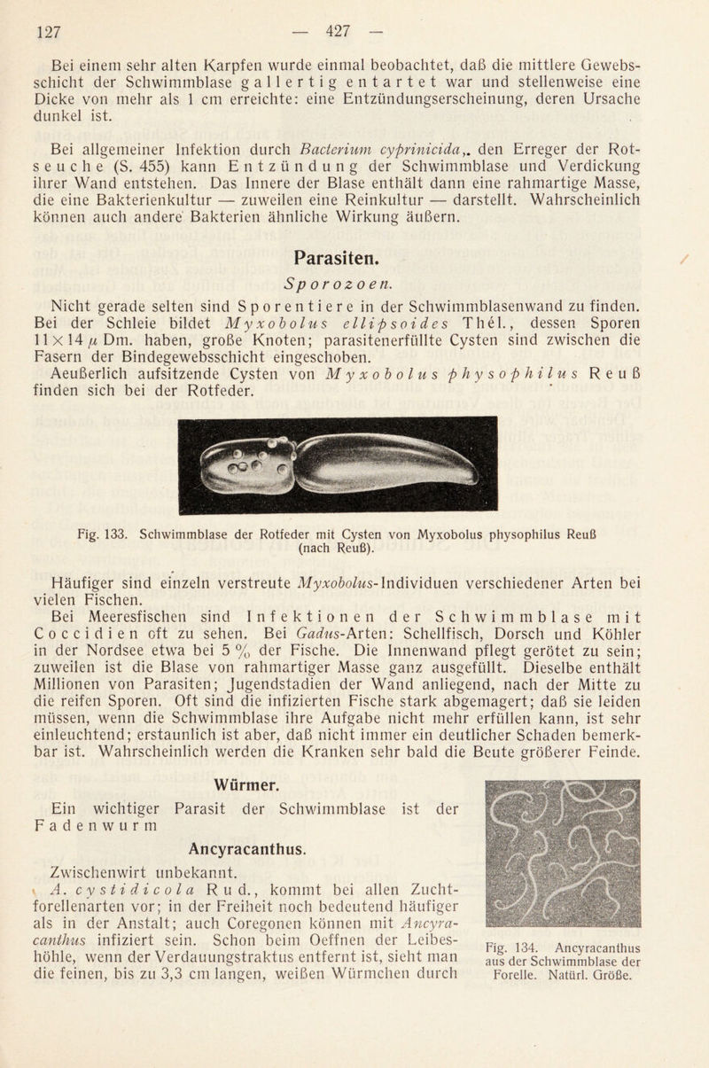 Bei einem sehr alten Karpfen wurde einmal beobachtet, dab die mittlere Gewebs- schicht der Schwimmblase gallertig entartet war und stellenweise eine Dicke von mehr als 1 cm erreichte: eine Entzundungserscheinung, deren Ursache dunkel ist. Bei allgemeiner Infektion dnrch Bacterium cyprinicida,. den Erreger der Rot- s e u c h e (S. 455) kann Entziindung der Schwimmblase und Verdickung ihrer Wand entstehen. Das Innere der Blase enthalt dann eine rahmartige Masse, die eine Bakterienkultur — zuweilen eine Reinkultur — darstellt. Wahrscheinlich konnen auch andere' Bakterien ahnliche Wirkung aubern. Parasiten. Sporozoen. Nicht gerade selten sind Sporentiere in der Schwimmblasenwand zu finden. Bei der Schleie bildet Myxobolus ellipsoides Thel., dessen Sporen 11x14 //Dm. haben, grobe Knoten; parasitenerfullte Cysten sind zwischen die Fasern der Bindegewebsschicht eingeschoben. Aeuberlich aufsitzende Cysten von Myxobolus physophilus Reub finden sich bei der Rotfeder. Fig. 133. Schwimmblase der Rotfeder mit Cysten von Myxobolus physophilus ReuB (nach Reufi). Haufiger sind einzeln verstreute Myxobolus-Individuen verschiedener Arten bei vielen Fischen. Bei Meeresfischen sind Infektionen der Schwimmblase mit Coccidien oft zu sehen. Bei Gadus-Arten: Schellfisch, Dorsch und Kohler in der Nordsee etwa bei 5% der Fische. Die Innenwand pflegt gerotet zu sein; zuweilen ist die Blase von rahmartiger Masse ganz ausgefullt. Dieselbe enthalt Millionen von Parasiten; Jugendstadien der Wand anliegend, nach der Mitte zu die reifen Sporen. Oft sind die infizierten Fische stark abgemagert; dab sie leiden mussen, wenn die Schwimmblase ihre Aufgabe nicht mehr erfiillen kann, ist sehr einleuchtend; erstaunlich ist aber, dab nicht immer ein deutlicher Schaden bemerk- bar ist. Wahrscheinlich werden die Kranken sehr bald die Beute groberer Feinde. Wurmer. Ein wichtiger Parasit der Schwimmblase ist der Fadenwurm Ancyracanthus. Zwischenwirt unbekannt. A. cysti dicola R u d., kommt bei alien Zucht- forellenarten vor; in der Freiheit noch bedeutend haufiger als in der Anstalt; auch Coregonen konnen mit Ancyra¬ canthus infiziert sein. Schon beim Oeffnen der Leibes- hohle, wenn der Verdauungstraktus entfernt ist, sieht man die feinen, bis zu 3,3 cm langen, weiben Wurmchen durch Fig. 134. Ancyracanthus aus der Schwimmblase der Forelle. Natiirl. Grofie.
