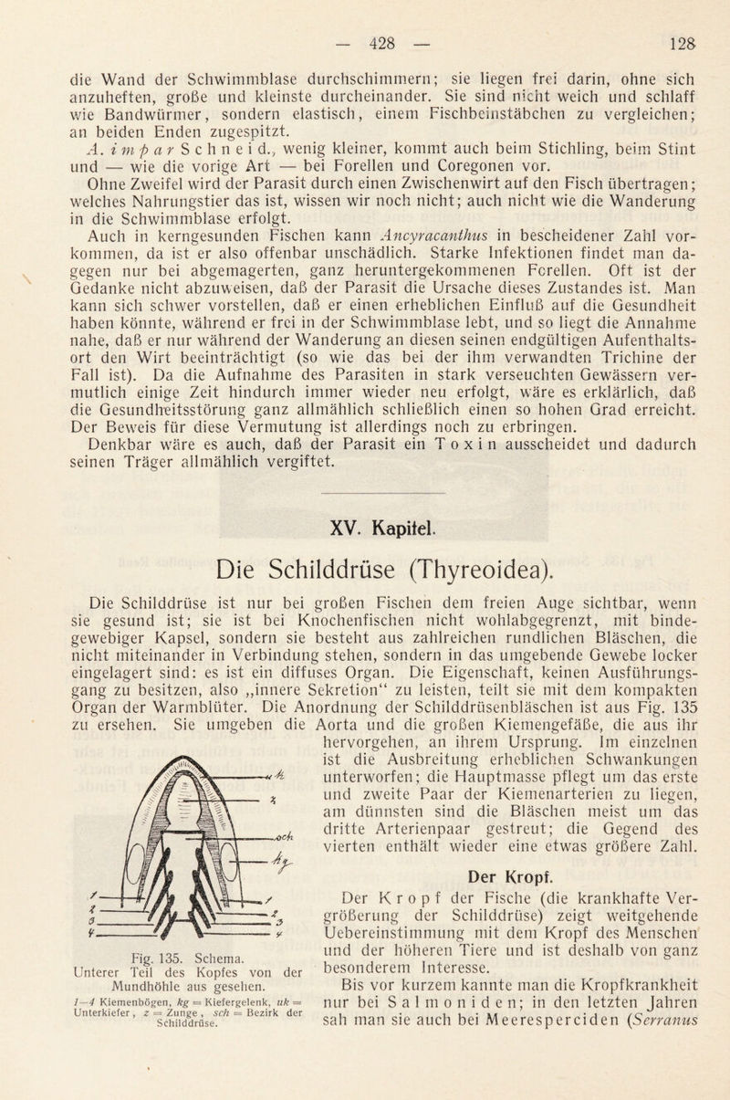 die Wand der Schwimmblase durchschimmern; sie liegen frei darin, ohne sich anzuheften, groBe und kleinste durcheinander. Sie sind nicht weich und schlaff wie Bandwiirmer, sondern elastisch, einem Fischbcinstabchen zu vergleichen; an beiden Enden zugespitzt. A. i m f a r S c h n e i d., wenig kleiner, kommt auch beim Stichling, beim Stint und — wie die vorige Art — bei Foreflen und Coregonen vor. Ohne Zweifel wird der Parasit durch einen Zwischenwirt auf den Fisch iibertragen; welches Nahrungstier das ist, wissen wir noch nicht; auch nicht wie die Wanderung in die Schwimmblase erfolgt. Auch in kerngesunden Fischen kann Ancyracanthus in bescheidener Zahl vor- kommen, da ist er also offenbar unschadlich. Starke Infektionen findet man da- gegen nur bei abgemagerten, ganz heruntergekommenen Fcrellen. Oft ist der Gedanke nicht abzuweisen, daB der Parasit die Ursache dieses Zustandes ist. Man kann sich schwer vorstelien, daB er einen erheblichen EinfluB auf die Gesundheit haben konnte, wahrend er frei in der Schwimmblase lebt, und so liegt die Annahme nahe, daB er nur wahrend der Wanderung an diesen seinen endgtiltigen Aufenthalts- ort den Wirt beeintrachtigt (so wie das bei der ihm verwandten Trichine der Fall ist). Da die Aufnahme des Parasiten in stark verseuchten Gewassern ver- mutlich einige Zeit hindurch immer wieder neu erfolgt, ware es erklarlich, daB die Gesundlreitsstorung ganz allmahlich schlieBlich einen so hohen Grad erreicht. Der Beweis fur diese Vermutung ist allerdings noch zu erbringen. Denkbar ware es auch, daB der Parasit ein Toxin ausscheidet und dadurch seinen Trager allmahlich vergiftet. XV. Kapitel. Die Schilddriise (Thyreoidea). Die Schilddriise ist nur bei groBen Fischen dem freien Auge sichtbar, wenn sie gesund ist; sie ist bei Knochenfischen nicht wohlabgegrenzt, mit binde- gewebiger Kapsel, sondern sie besteht aus zahlreichen rundlichen Blaschen, die nicht miteinander in Verbindung stehen, sondern in das umgebende Gewebe locker eingelagert sind: es ist ein diffuses Organ. Die Eigenschaft, keinen Ausfuhrungs- gang zu besitzen, also „innere Sekretion“ zu leisten, teilt sie mit dem kompakten Organ der Warmbluter. Die Anordnung der Schilddrusenblaschen ist aus Fig. 135 zu ersehen. Sie umgeben die Aorta und die groBen KiemengefaBe, die aus ihr hervorgehen, an ihrem Ursprung. Im einzelnen ist die Ausbreitung erheblichen Schwankungen unterworfen; die Hauptmasse pflegt um das erste und zweite Paar der Kiemenarterien zu liegen, am dimnsten sind die Blaschen meist um das dritte Arterienpaar gestreut; die Gegend des vierten enthalt wieder eine etwas groBere Zahl. Der Kropt Der K r o p f der Fische (die krankhafte Ver- groBerung der Schilddriise) zeigt weitgehende Uebereinstimmung mit dem Kropf des Menschen t,. 1QC c . und der hoheren Tiere und ist deshalb von ganz Unterer Teil des Kopfes von der besonderem Intel esse. Mundhohle aus gesehen. Bis vor kurzem kannte man die Kropfkrankheit 1-4 Kiemenbogen, kg = Kiefergeienk, uk = nur bei S a 1 m o 11 i d e n; in den letzten Jahren schilddriise. sah man sie auch bei Meeresperciden (S err anus