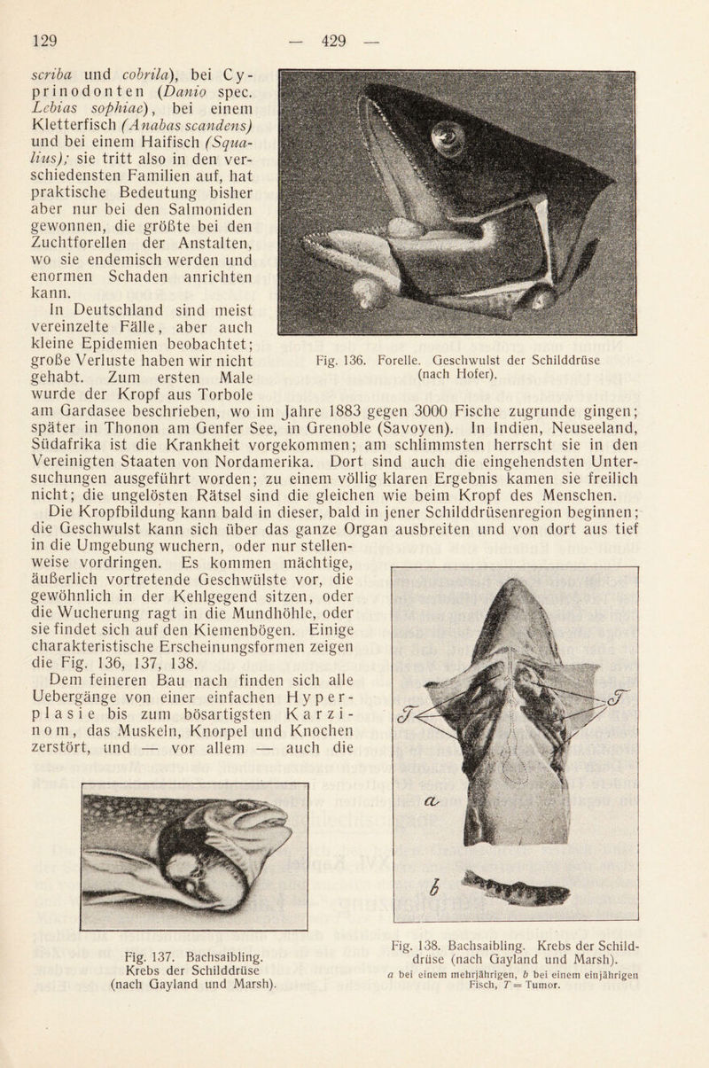 Fig. 136. Forelle. Geschwulst der Schilddruse (nach Hofer). scriba und cobrila), bei Cy- prinodonten (Danio spec. Lebias sophiae), bei einem Kletterfisch (Anabas scandens) und bei einem Haifisch (Squa- lius); sie tritt also in den ver- schiedensten Familien auf, hat praktische Bedeutung bisher aber nur bei den Salmoniden gewonnen, die groBte bei den Zuchtforellen der Anstalten, wo sie endemisch werden und enormen Schaden anrichten kann. In Deutschland sind meist vereinzelte Falle, aber auch kleine Epidemien beobachtet; groBe Verluste haben wir nicht gehabt. Zum ersten Male wurde der Kropf aus Torbole am Gardasee beschrieben, wo im Jahre 1883 gegen 3000 Fische zugrunde gingen; spater in Thonon am Genfer See, in Grenoble (Savoyen). In Indien, Neuseeland, Slidafrika ist die Krankheit vorgekommen; am schlimmsten herrscht sie in den Vereinigten Staaten von Nordamerika. Dort sind auch die eingehendsten Unter- suchungen ausgefuhrt worden; zu einem vollig klaren Ergebnis kamen sie freilich nicht; die ungelosten Ratsel sind die gleichen wie beim Kropf des Menschen. Die Kropfbildung kann bald in dieser, bald in jener Schilddrusenregion beginnen; die Geschwulst kann sich fiber das ganze Organ ausbreiten und von dort aus tief in die Umgebung wuchern, oder nur stellen- weise vordringen. Es kommen machtige, auBerlich vortretende Geschwiilste vor, die gewohnlich in der Kehlgegend sitzen, oder die Wucherung ragt in die Mundhohle, oder siefindet sich auf den Kiemenbogen. Einige charakteristische Erscheinungsformen zeigen die Fig. 136, 137, 138. Dem feineren Bau nach finden sich alle Uebergange von einer einfachen Fiyper- p 1 a s i e bis zum bosartigsten K a r z i - nom, das Muskeln, Knorpel und Knochen zerstort, and — vor allem — auch die Fig. 137. Bachsaibling. Krebs der Schilddruse (nach Gayland und Marsh). Fig. 138. Bachsaibling. Krebs der Schild¬ druse (nach Gayland und Marsh). a bei einem mehrjahrigen, b bei einem einjahrigen Fisch, T = Tumor.