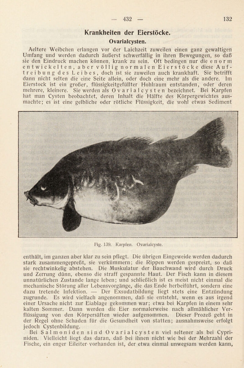Krankheiten der Eierstocke. Ovarialcysten. Aeltere Weibchen erlangen vor der Laichzeit zuweilen einen ganz gewaltigen Umfang und werden dadurch auBerst schwerfallig in ihren Bewegungen, so daB sie den Eindruck machen konnen, krank zu sein. Oft bedingen nur die e n o r in entwickelten, aber vollig normalen Eierstocke diese A u f - treibung des Leibes, doch ist sie zuweilen auch krankhaft. Sie betrifft dann nicht selten die eine Seite allein, oder doch eine mehr als die andere. Im Eierstock ist ein groBer, fltissigkeitgeflillter Hohlraum entstanden, oder deren mehrere, kleinere. Sie werden als Ovarialcysten bezeichnet. Bei Karpfen hat man Cysten beobachtet, deren Inhalt die Halfte des Korpergewichtes aus- machte; es ist eine gelbliche oder rotliche Fltissigkeit, die wohl etwas Sediment Fig. 139. Karpfen. Ovarialcyste. enthalt, im ganzen aber klar zu sein pflegt. Die ubrigen Eingeweide werden dadurch stark zusammengepreBt, sie verkummern; die Rippen werden gespreizt, so daB sie rechtwinkelig abstehen. Die Muskulatur der Bauchwand wird durch Druck und Zerrung diinn, ebenso die straff gespannte Haut. Der Fisch kann in diesem unnaturlichen Zustande lange leben; und schlieBlich ist es meist nicht einmal die mechanische Storung alter Lebensvorgange, die das Ende herbeifiihrt, sondern eine dazu tretende Infektion. — Der Exsudatbildung liegt stets eine Entzundung zugrunde. Es wird vielfach angenommen, daB sie entsteht, wenn es aus irgend einer Ursache nicht zur Eiablage gekommen war; etwa bei Karpfen in einem sehr kalten Sommer. Dann werden die Eier normalerweise nach allmahlicher Ver- fltissigung von den Korpersaften wieder aufgenommen. Dieser ProzeB geht in der Regel ohne Schaden fur die Gesundheit von statten; ausnahmsweise erfolgt jecloch Cystenbildung. Bei Salmon iden sind Ovarialcysten viel seltener als bei Cypri- niden. Vielleicht liegt das daran, daB bei ihnen nicht wie bei der Mehrzahl der Fische, ein enger Eileiter-vorhanden ist, der etwa einmal unwegsam werden kann,