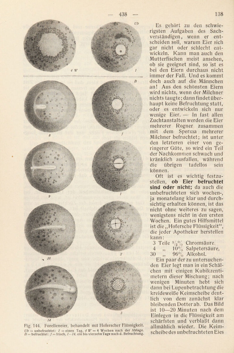 14 Fig. 144. Forelleneier, behandelt mit Hoferscher Fliissigkeit. Ub — unbefruchtet: 1 — einen Tag, 4 W = 4 Woc.hen nach der Ablage. B = befruchtet: / = frisch, 1—14, ein bis vierzehnTage nach d. Befruchtung. Es gehort zu den schwie- rigsten Aufgaben des Sach- verstandigen, wenn er ent- scheiden soil, warum Eier sich gar nicht oder schlecht ent- wickeln. Kann man auch den Mutterfischen meist ansehen, ob sie geeignet sind, so ist es bei den Eiern durchaus nicht immer der Fall. Und es kommt doch auch auf die Mannchen an! Aus den schonsten Eiern wird nichts, wenn der Milchner nichts taugte; dann findet iiber- haupt keine Befruchtung statt, oder es entwickeln sich nur wenige Eier. — In fast alien Zuchtanstalten werden die Eier mehrerer Rogner zusammen mit dem Sperma mehrerer Milchner befruchtet; ist unter den letzteren einer von ge- ringerer Giite, so wird ein Teil der Nachkommen schwach und kranklich ausfallen, wahrend die tibrigen tadellos sein konnen. Oft ist es wichtig festzu- stellen, ob Eier befruchtet sind Oder nicht; da auch die unbefruchteten sich wochen-, ja monatelang klar und durch- sichtig erhalten konnen, ist das nicht ohne weiteres zu sagen, wenigstens nicht in den ersten Wochen. Ein gutes Hilfsmitte! ist die,,Hofersche Fltissigkeit“, die jeder Apotheker herstellen kann: 3 Teile 1/2% Chromsaure, 4 ,, 10% Salpetersaure, 30 „ 96% Alkohol. Ein paar derzu untersuchen- den Eier legt man in ein Schal- chen mit einigen Kubikzenti- metern dieser Mischung; nach wenigen Minuten hebt sich dann bei Lupenbetrachtung die kreideweibe Keimscheibe deut- lich von dem zunachst klar bleibenden Dotterab. DasBild ist 10—20 Minuten nach dem Einlegen in die Fltissigkeit am scharfsten und verblabt dann allmahlich wieder. Die Keim- scheibe des unbefruchteten Eies