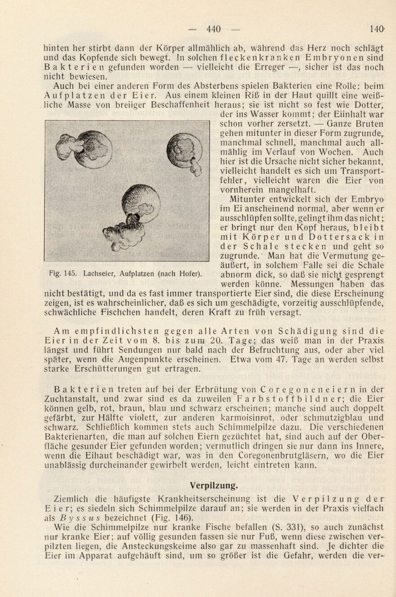 hinten her stirbt dann der Korper allmahlich ab, wahrend das Herz noch schlagt und das Kopfende sich bewegt. In solchen fleckenkranken Embryonen sind Bakterien gefunden worden -— vielleicht die Erreger —, sicher ist das noch nicht bewiesen. Auch bei einer anderen Form des Absterbens spielen Bakterien eine Rohe: beim Aufplatzen der Eier. Aus einem kleinen Rib in der Haut quillt eine weib- liche Masse von breiiger Beschaffenheit heraus; sie ist nicht so test wie Dotter, der ins Wasser koinmt; der Eiinhalt war schon vorher zersetzt. — Ganze Bruten gehen mitunter in dieser Form zugrunde,.. manchmal schnell, manchmal auch all- mahlig im Verlauf von Wochen. Auch hier ist die Ursache nicht sicher bekannt, vielleicht handelt es sich um Transport- fehler, vielleicht waren die Eier von vornherein mangelhaft. Mitunter entwickelt sich der Embryo im Ei anscheinend normal, aber wenn er ausschltipfen sollte, gelingt ihm das nicht; er bringt nur den Kopf heraus, bleibt mit Korper und Dottersack in der Schale stecken und geht so zugrunde.' Man hat die Vermutung ge- aubert, in solchem Falle sei die Schale abnorm dick, so dab sie nicht gesprengt werden konne. Messungen haben das nicht bestatigt, und da es fast immer transportierte Eier sind, die diese Erscheinung zeigen, ist es wahrscheinlicher, dab es sich um geschadigte, vorzeitig ausschlupfende, schwachliche Fischchen handelt, deren Kraft zu frith versagt. Am empfindlichsten gegen a 11 e Arten von Schadigung sind die Eier in der Zeit vom 8. bis zum 20. Tage; das weib man in der Praxis langst und fiihrt Sendungen nur bald nach der Befruchtung aus, oder aber viel spater, wenn die Augenpunkte erscheinen. Etwa vom 47. Tage an werden selbst starke Erschiitterungen gut ertragen. Bakterien treten auf bei der Erbriitung von Coregoneneiern in der Zuchtanstalt, und zwar sind es da zuweilen Farbstoffbildner; die Eier konnen gelb, rot, braun, blau und schwarz erscheinen; manche sind auch doppelt gefarbt, zur Halfte violett, zur anderen karmoisinrot, oder schmutzigblau und schwarz. Schlieblich kommen stets auch Schimmelpilze dazu. Die verschiedenen Bakterienarten, die man auf solchen Eiern geziichtet hat, sind auch auf der Ober~ flache gesunder Eier gefunden worden; vermutlich dringen sie nur dann ins Innere, wenn die Eihaut beschadigt war, was in den Coregonenbrutglasern, wo die Eier unablassig durcheinander gewirbelt werden, leicht eintreten kann. Verpilzung. Ziemlich die haufigste Krankheitserscheinung ist die Verpilzung der Eier; es siedeln sich Schimmelpilze darauf an; sie werden in der Praxis vielfach als Byssus bezeichnet (Fig. 146). Wie die Schimmelpilze nur kranke Fische befallen (S. 331), so auch zunachst nur kranke Eier; auf vollig gesunden fassen sie nur Fub, wenn diese zwischen ver- pilzten liegen, die Ansteckungskeime also gar zu massenhaft sind. Je dichter die Eier im Apparat aufgehauft sind, um so grober ist die Gefahr, werden die ver-