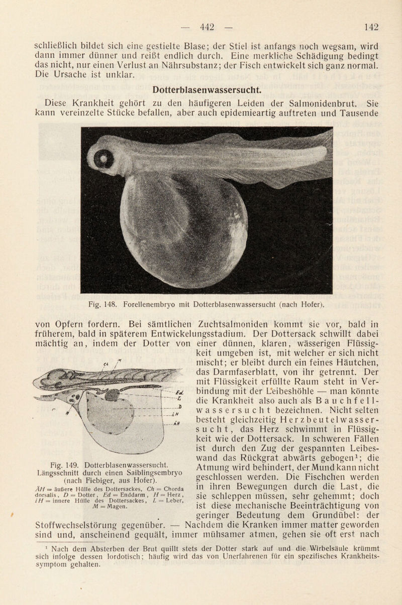 schlieBlich bildet sich eine gestielte Blase; der Stiel ist anfangs noch wegsam, wird dann immer dunner und reiBt endlich durch. Eine merkliche Schadigung bedingt das nicht, nur einen Verlust an Nahrsubstanz; der Fisch entwickelt sich ganz normal. Die Ursache ist unklar. Dotterblasenwassersucht. Diese Krankheit gehort zu den haufigeren Leiden der Salmonidenbrut. Sie kann vereinzelte Stiicke befallen, aber auch epidemieartig auftreten und Tausende Fig. 148. Forellenembryo mit Dotterblasenwassersucht (nach Hofer). von Opfern fordern. Bei samtlichen Zuchtsalmoniden kommt sie vor, bald in fruherem, bald in spaterem Entwickelungsstadium. Der Dottersack schwillt dabei machtig an, indem der Dotter von einer dtinnen, klaren, wasserigen Fliissig- keit umgeben ist, mit welcher er sich nicht mischt; er bleibt durch ein feines Hautchen, das Darmfaserblatt, von ihr getrennt. Der mit Fliissigkeit erfullte Raum steht in Ver- bindung mit der Leibeshohle — man konnte die Krankheit also auch als Bauchfell- wassersucht bezeichnen. Nicht selten besteht gleichzeitig Herzbeutelwasser- s u c h t, das Herz schwimmt in Flussig- keit wie der Dottersack. In schweren Fallen ist durch den Zug der gespannten Leibes- wand das Riickgrat abwarts gebogen1; die Atmung wird behindert, derMundkannnicht geschlossen werden. Die Fischchen werden in ihren Bewegungen durch die Last, die sie schleppen mussen, sehr gehemmt; doch ist diese mechanische Beeintrachtigung von geringer Bedeutung dem Grundtibel: der Stoffwechselstorung gegenitber. — Nachdem die Kranken immer matter geworden sind und, anscheinend gequalt, immer muhsamer atmen, gehen sie oft erst nach 1 Nach dem Absterben der Brut quillt stets der Dotter stark auf und die Wirbelsaule kriimmt sich infolge dessen lordotisch; haufig wird das von Unerfahrenen fur ein spezifisches Krankheits- symptom gehalten. Fig. 149. Dotterblasenwassersucht. Langsschnitt durch einen Saiblingsembryo (nach Fiebiger, aus Hofer). AH = aufiere Htille des Dottersackes, Ch = Chorda dorsalis, D = Dotter , Ed — Enddarm , H— Herz, iH = innere Hiille des Dottersackes, L = Leber, M = Magen.