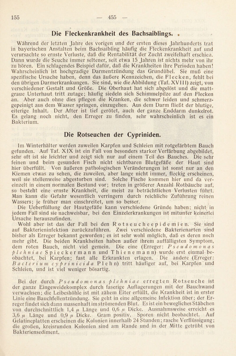 Die Fleckenkrankheit des Bachsaiblings. • Wahrend der letzten Jahre des vorigen und der ersten dieses Jahrhunderts trat in bayerischen Anstalten beim Bachsaibling haufig die Fleckenkrankheit auf und verursachte so ernste Verluste, dab die Rentabilitat der Zucht zweifelhaft erschien. Dann wurde die Seuche immer seltener, seit etwa 15 Jahren ist nichts mehr von ihr zu horen. Ein schlagendes Beispiel dafur, dab die Krankheiten ihre Perioden haben! Wahrscheinlich ist hochgradige Darmentzundung das Grundiibel. Sie mub eine spezifische Ursache haben, denn das aubere Kennzeichen, die Flee ken, fehlt bei den ubrigen Darmerkrankungen. Sie sind, wie die Abbildung (Taf. XVI11) zeigt, von verschiedener Gestalt und Grobe. Die Oberhaut hat sich abgelost und die matt- graue Unterhaut tritt zutage; haufig siedeln sich Schimmelpilze auf den Flecken an. Aber auch ohne dies pflegen die Kranken, die schwer leiden und schmerz- gepeinigt aus dem Wasser springen, einzugehen. Aus dem Darm fliebt der blutige, eiterige Inhalt. Der After ist tief gerotet, auch der ganze Enddarm dunkelrot. Es gelang noch nicht, den Erreger zu finden, sehr wahrscheinlich ist es ein Bakterium. Die Rotseuchen der Cypriniden. Im Winterhalter werden zuweilen Karpfen und Schleien mit rotgefarbtem Bauch gefunden. Auf Taf. XIX ist ein Fall von besonders starker Verfarbung abgebildet, sehr oft ist sie leichter und zeigt sich nur auf einem Teil des Bauches. Die sehr feinen und beim gesunden Fisch nicht sichtbaren Blutgefabe der Haut sind hier uberfullt. Von auberen pathologischen Veranderungen ist sonst nur an den Kiemen etwas zu sehen, die zuweilen, aber lange nicht immer, fleckig erscheinen, well sie stellenweise abgestorben sind. Solche Fische kommen hier und da ver- einzelt in einem normalen Bestand vor; treten in groberer Anzahl Rotbauche auf, so besteht eine ernste Krankheit, die meist zu betrachtlichen Verlusten fuhrt. Man kann die Gefahr wesentlich verringern durch reichliche Zufiihrung reinen Wassers; je frtiher man einschreitet, um so besser. Die Ueberftillung der Hautgefabe kann verschiedene Griinde haben; nicht in jedem Fall sind sie nachweisbar, bei den Einzelerkrankungen ist mitunter keinerlei Ursache herauszufinden. Wohl aber ist das der Fall bei den Rotseucheepidemien. Sie sind auf Bakterieninfektion zuruckzufiihren. Zwei verschiedene Bakterienarten sind bisher als Erreger bekannt geworden; es ist sehr wohl moglich, dab es deren noch mehr gibt. Die beiden Krankheiten haben auber ihrem auffalligsten Symptom, dem roten Bauch, nicht viel gemein. Die eine (Erreger: Pseudomonas plehniae Spieckermann und Thieneman n) wurde erst einmal be- obachtet, bei Karpfen; fast alle Erkrankten erlagen. Die andere (Erreger: Bacterium cyprinicida P 1 e h n) tritt haufiger auf, bei Karpfen und Schleien, und ist viel weniger bosartig. Bei der durch Pseudomonas plehniae erregten Rotseuche ist der ganze Eingeweidekomplex durch faserige Auflagerungen mit der Bauchwand verwachsen; die Leibeshohle ist mit zahem Eiter erfullt, die Krankheit ist in erster Linie eine Bauchfellentztindung. Sie geht in eine allgemeine Infektion liber; der Er¬ reger findet sich dann massenhaft im stromenden Blut. Es ist ein bewegliches Stabchen von durchschnittlich 1,4 ja Lange und 0,6 fi Dicke. Ausnahmsweise erreicht es 3,6 /n Lange und 0,9 /a Dicke. Gram positiv. Sporen nicht beobachtet. Auf Gelatineplatten erscheinen die Kolonien innerhalb 24 Stunden; rasche Verfliissigung; die groben, kreisrunden Kolonien sind am Rande und in der Mitte getrubt von Bakteriensediment.