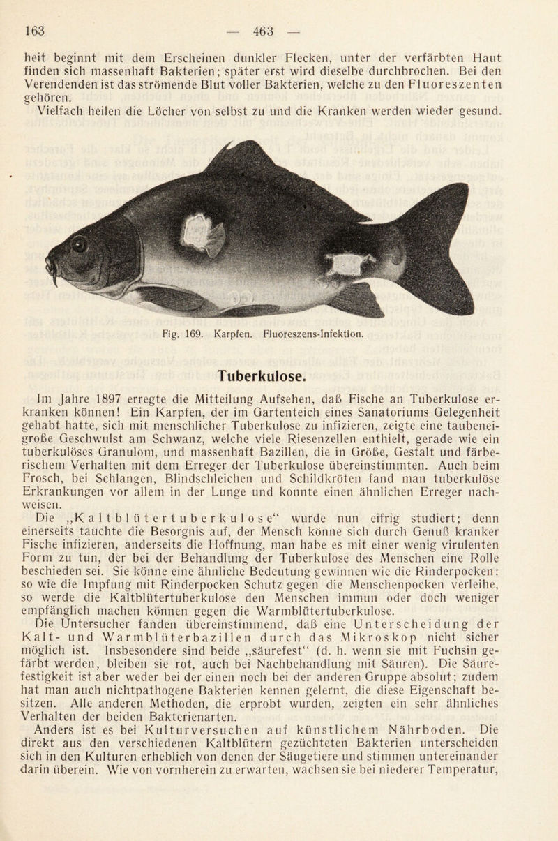 heit beginnt mit deni Erscheinen dunkler Flecken, unter der verfarbten Haut finden sich massenhaft Bakterien; spater erst wird dieselbe durchbrochen. Bei den Verendenden ist das stromende Blut voller Bakterien, welche zu den Fluoreszenten gehoren. Vielfach heilen die Locher von selbst zu und die Kranken werden wieder gesund. Fig. 169. Karpfen. Fluoreszens-Infektion. Tuberkulose. Im Jahre 1897 erregte die Mitteilung Aufsehen, dab Fische an Tuberkulose er- kranken konnen! Ein Karpfen, der im Gartenteich eines Sanatoriums Gelegenheit gehabt hatte, sich mit menschlicher Tuberkulose zu infizieren, zeigte eine taubenei- grobe Geschwulst am Schwanz, welche viele Riesenzellen enthielt, gerade wie ein tuberkuloses Granulom, und massenhaft Bazillen, die in Grobe, Gestalt und farbe- rischem Verhalten mit dem Erreger der Tuberkulose ubereinstimmten. Auch beim Frosch, bei Schlangen, Blindschleichen und Schildkroten fand man tuberkulose Erkrankungen vor allem in der Lunge und konnte einen ahnlichen Erreger nach- weisen. Die ,,K a 1 t b 1 u t e r t u b e r k u 1 o s e“ wurde nun eifrig studiert; denn einerseits tauchte die Besorgnis auf, der Mensch konne sich durch Genub kranker Fische infizieren, anderseits die Hoffnung, man habe es mit einer wenig virulenten Form zu tun, der bei der Behandlung der Tuberkulose des Menschen eine Rolle beschieden sei. Sie konne eine ahnliche Bedeutung gewinnen wie die Rinderpocken: so wie die Impfung mit Rinderpocken Schutz gegen die Menschenpocken verleihe, so werde die Kaltbltitertuberkulose den Menschen immun oder doch weniger empfanglich machen konnen gegen die Warmbliitertuberkulose. Die Untersucher fanden ubereinstimmend, dab eine Unterscheidung der Kalt- und Warmbluterbazillen durch das Mikroskop nicht sicher moglich ist. Insbesondere sind beide ,,saurefest“ (d. h. wenn sie mit Fuchsin ge- farbt werden, bleiben sie rot, auch bei Nachbehandlung mit Sauren). Die Saure- festigkeit ist aber weder bei der einen noch bei der anderen Gruppe absolut; zudem hat man auch nichtpathogene Bakterien kennen gelernt, die diese Eigenschaft be- sitzen. Alle anderen Methoden, die erprobt wurden, zeigten ein sehr ahnliches Verhalten der beiden Bakterienarten. Anders ist es bei Kulturversuchen auf kunstlichem Nahrboden. Die direkt aus den verschiedenen Kaltbliitern gezuchteten Bakterien unterscheiden sich in den Kulturen erheblich von denen der Saugetiere und stimmen untereinander darin iiberein. Wie von vornherein zu erwarten, wachsen sie bei niederer Temperatur,