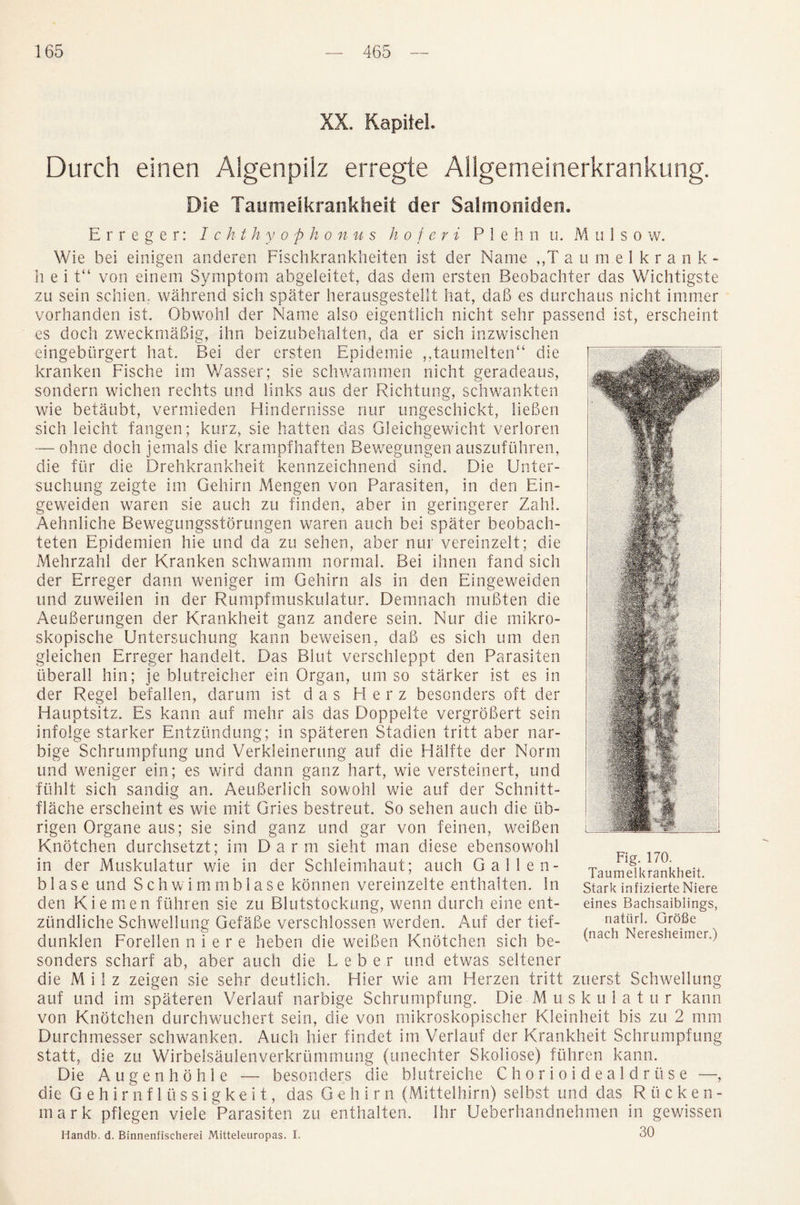 XX. Kapiiel. Durch einen Algenpilz erregte Allgemeinerkrankung. Die Taumelkrankheit der Salmoniden. Erreger: I ckthy op h onus h o f e r i P 1 e h n u. M u 1 s o w. Wie bei einigen anderen Fischkrankheiten ist der Name „T a u m e 1 k r a n k - h e i t“ von einem Symptom abgeleitet, das dem ersten Beobachter das Wichtigste zu sein schien. wahrend sich spater herausgestellt hat, dab es durchaus nicht immer vorhanden ist. Obwohl der Name also eigentlich nicht sehr passend ist, erscheint es doch zweckmabig, ihn beizubehalten, da er sich inzwischen eingebiirgert hat. Bei der ersten Epidemie ,,taumelten“ die kranken Fische im Wasser; sie schwammen nicht geradeaus, sondern wichen rechts und links aus der Richtung, schwankten wie betaubt, vermieden Hindernisse nur ungeschickt, lieben sich leicht fangen; kurz, sie batten das Gleichgewicht verloren — ohne doch jemaSs die krampfhaften Bewegungen auszufuhren, die fur die Drehkrankheit kennzeichnend sind. Die Unter- suchung zeigte im Gehirn Mengen von Parasiten, in den Ein- geweiden waren sie auch zu finden, aber in geringerer Zahl. Aehnliche Bewegungsstorungen waren auch bei spater beobach- teten Epidemien hie und da zu sehen, aber nur vereinzelt; die Mehrzahl der Kranken schwamm normal. Bei ihnen fand sich der Erreger dann weniger im Gehirn als in den Eingeweiden und zuweilen in der Rumpfmuskulatur. Demnach mubten die Aeuberungen der Krankheit ganz andere sein. Nur die mikro- skopische Untersuchung kann beweisen, dab es sich um den gleichen Erreger handelt. Das Blut verschleppt den Parasiten iiberall hin; je blutreicher ein Organ, um so starker ist es in der Regel befallen, darum ist das H erz bescnders oft der Hauptsitz. Es kann auf mehr als das Doppelte vergrobert sein infolge starker Entziindung; in spateren Stadien tritt aber nar- bige Schrumpfung und Verkleinerung auf die Halfte der Norm und weniger ein; es wird dann ganz hart, wie versteinert, und ftihlt sich sandig an. Aeuberlich sowohl wie auf der Schnitt- flache erscheint es wie mit Gries bestreut. So sehen auch die ub- rigen Organe aus; sie sind ganz und gar von feinen, weiben Knotchen durchsetzt; im Darm sieht man diese ebensowohl in der Muskulatur wie in der Schleimhaut; auch Gallen- blase und Schwimmblase kbnnen vereinzelte enthalten. in den Kiemen fiihren sie zu Blutstockung, wenn durch eine ent- zundliche Schwellung Gefabe verschlossen werden. Auf der tief- dunklen Forellen n i e r e heben die weiben Knotchen sich be- sonders scharf ab, aber auch die Leber und etwas seltener die M i 1 z zeigen sie sehr deutlich. Hier wie am Herzen tritt zuerst Schwellung auf und im spateren Verlauf narbige Schrumpfung. Die M u s k u 1 a t u r kann von Knotchen durchwuchert sein, die von mikroskopischer Kleinheit bis zu 2 mm Durchmesser schwanken. Auch hier findet im Verlauf der Krankheit Schrumpfung statt, die zu Wirbelsaulenverkrummung (unechter Skoliose) fiihren kann. Die Augenhohle — besonders die blutreiche Chorioidealdriise —, die Gehirn fliissigkeit, das G e h i r n (Mittelhirn) selbst und das R ii c k e n - mark pflegen viele Parasiten zu enthalten. Ihr Ueberhandnehmen in gev/issen Handb. d. Binnenfischerei Mitteleuropas. I. 30 Fig. 170. Taumelkrankheit. Stark infizierte Niere eines Bachsaiblings, natiirl. Grofie (nach Neresheimer.)