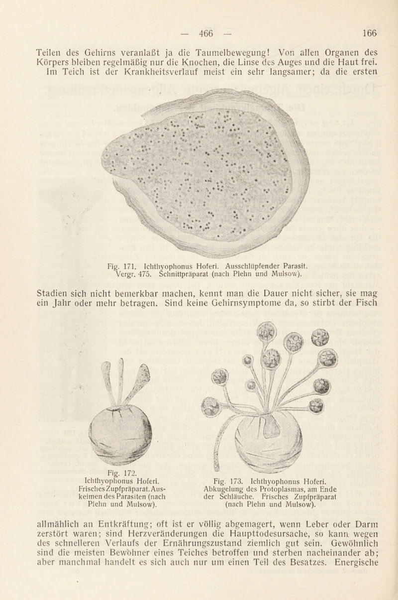 Teilen des Gehirns veranlaBt ja die Taumelbewegung! Von alien Organen des Korpers bleiben regelmabig nur die Knochen, die Linse des Auges und die Haut frei. Im Teich ist der Krankheitsverlauf meist ein sehr langsamer; da die ersten Fig. 171. Ichthyophonus Hoferi. Ausschliipfender Parasit. Vergr. 475. Schnittpraparat (nach Plehn und Mulsow). Stadien sich nicht bemerkbar machen, kennt man die Dauer nicht sicher, sie mag ein Jahr oder mehr betragen. Sind keine Gehirnsymptome da, so stirbt der Fisch Fig. 172. Ichthyophonus Hoferi. Frisches Zupfpraparat.Aus- keimen des Parasiten (nach Plehn und Mulsow). Fig. 173. Ichthyophonus Hoferi. Abkugelung des Protoplasmas, am Ende der Schlauche. Frisches Zupfpraparat (nach Plehn und Mulsow). allmahlich an Entkraftung; oft ist er vollig abgemagert, wenn Leber oder Darm zerstort waren; sind Herzveranderungen die Fiaupttodesursache, so kann wegen des schnelleren Verlaufs der Ernahrungszustand ziemlich gut sein. Gewohnlich sind die meisten Bewohner eines Teiches betroffen und sterben nacheinander ab; aber manchmal handelt es sich auch nur um einen Teil des Besatzes. Energische