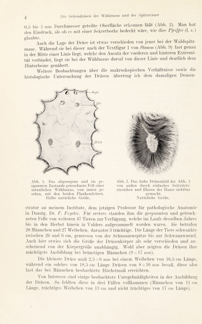 0,5 bis 1 mm Durchmesser geteilte Oberfläche erkennen läßt (Abb. 2). Man hat den Eindruck, als ob es mit einer Sekretborke bedeckt wäre, wie dies Pfeiffer (1, c.) glaubte. Auch die Lage der Drüse ist etwas verschieden von jener bei der Waldspitz- maus. Während sie bei dieser nach der Textfigur 1 von Stamm (Abb. 9) fast genau in der Mitte einer Linie liegt, welche den Ansatz der vorderen und hinteren Extremi- tät verbindet, liegt sie bei der Wühlmaus dorsal von dieser Linie und deutlich dem Hinterbeine genähert. Weitere Beobachtungen über die makroskopischen Verhältnisse sowie die histologische Untersuchung der Drüsen übertrug ich dem damaligen Demon- Abb. 1. Das abgezogene und im ge- spannten Zustande getrocknete Fell einer männlichen Wühlmaus, von innen ge- sehen, mit den beiden Flankendrüsen. Halbe natürliche Größe. Abb. 2. Das linke Drüsenfeld der Abb. 1 von außen durch einfaches Seitwärts- streichen und Blasen der Haare sichtbar gemacht. Natürliche Größe. strator au meinem Institute, dem jetzigen Professor für pathologische Anatomie in Danzig, Dr. F. Feyrter. Für erstere standen ihm die gespannten und getrock- neten Felle von weiteren 47 Tieren zur Verf ügung, welche im Laufe desselben Jahres bis in den Herbst hinein in Volders aufgesammelt worden waren. Sie betrafen 20 Männchen und 27 Weibchen, darunter 3 trächtige. Die Länge der Tiere schwankte zwischen 26 und 6 cm, gemessen von der Schnauzenspitze bis zur Schwanzwurzel. Auch hier erwies sich die Größe der Drüsenkörper als sehr verschieden und an- scheinend von der Körpergröße unabhängig. Wohl aber zeigten die Drüsen ihre mächtigste Ausbildung bei brünstigen Männchen (9x17 mm). Die kleinste Drüse maß 2,5x6 mm bei einem Weibchen von 16,5 cm Länge, während ein solches von 18,5 cm Länge Drüsen von 8x16 mm besaß, diese also fast das bei Männchen beobachtete Höchstmaß erreichten. Von Interesse sind einige beobachtete Unregelmäßigkeiten in der Ausbildung der Drüsen. So fehlten diese in drei Fällen vollkommen (Männchen von 11 cm Länge, trächtiges Weibchen von 13 cm und nicht trächtiges von 17 cm Länge).
