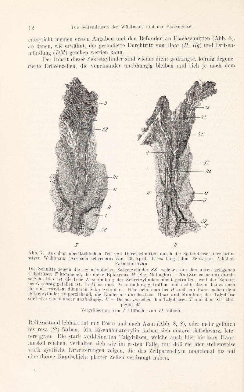 entspricht meinen ersten Angaben und den Befunden an Flachschnitten (Abb. 5j, an denen, wie erwähnt, der gesonderte Durchtritt von Haar (H, Hg) und Drüsen- mündung (DM) gesehen werden kann. Der Inhalt dieser Sekretzylinder sind wieder dicht gedrängte, körnig degene- rierte Drüsenzellen, die voneinander unabhängig bleiben und sich je nach dem I JL Abb. 7. Aus dem oberflächlichen Teil von Durchschnitten durch die Seitendrüse einer brün- stigen Wühlmaus (Arvicola scherman) vom 29. April, 17 cm lang (ohne Schwanz). Alkohol- Formalin-Azan. Die Schnitte zeigen die eigentümlichen Sekretzylinder SZ, welche, von den unten gelegenen Talgdrüsen T kommend, die dicke Epidermis M (Str. Malpighii) + Ho (Str. corneum) durch- setzen. In I ist die freie Ausmündung des Sekretzylinders nicht getroffen, weil der Schnitt bei 0 schräg gefallen ist. In II ist diese Ansmündung getroffen und rechts davon bei sz noch die eines zweiten, dünneren Sekretzylinders. Hier sieht man bei II auch ein Haar, neben dem Sekretzylinder emporziehend, die Epidermis durchsetzen. Haar und Mündung der Talgdrüse sind also voneinander unabhängig. B = Derma zwischen den Talgdrüsen T und dem Str. Mal- pighii M. Vergrößerung von / llßfach, von II 76fach. Reifezustand lebhaft rot mit Eosin und nach Azan (Abb. 8, S), oder mehr gelblich bis rosa (S') färben. Mit Eisen hämatoxylin färben sich erstere tiefschwarz, letz- tere grau. Die stark verkleinerten Talgdrüsen, welche auch hier bis zum Haut- muskel reichen, verhalten sich wie im ersten Falle, nur daß sie hier stellenweise stark zystische Erweiterungen zeigen, die das Zellparenchym manchmal bis auf eine dünne Randschicht platter Zellen verdrängt haben.