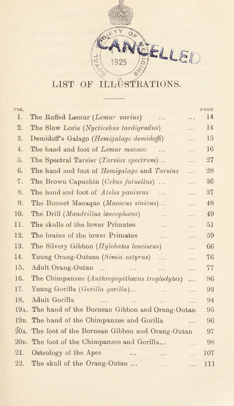 FIG. PAGE 1. The Buffed Lemur [Lemur varius) ... ... 14 2. The Slow Loris (Nycticebus tardigradus) ... 14 3. Demidoffs Galago (Hemigalago demidoffi) ... 15 4. The hand and foot of Lemur macaco ... ... 16 5. The Spectral Tarsier (Tar sms spectrum)... ... 27 6. The hand and foot of Hemigalago and Tarsius ... 28 7. The Brown Capuchin (Cebus fatuellus) ... ... 36 8. The hand and foot of Ateles paniscus ... ... 37 9. The Bonnet Macaque (Macacus sinicus)... ... 48 10. The Drill (Mandrillus leucophceus) ... ... 49 11. The skulls of the lower Primates ... ... 51 12. The brains of the lower Primates ... ... 59 13. The Silvery Gibbon (Hylobates leuciscus) ... 66 14. Young Orang-Outans (Simla satyrus) ... ... 76 15. Adult Orang-Outan . .„ ... ... ... 77 16. The Chimpanzee (Anthropopithecus troglodytes) ... 86 17. Young Gorilla (Gorilla gorilla)... ... ... 93 18. Adult Gorilla ... ... ... ... 94 19a. The hand of the Bornean Gibbon and Orang-Outan 95 19b. The hand of the Chimpanzee and Gorilla ... 96 20a. The foot of the Bornean Gibbon and Orang-Outan 97 20b. The foot of the Chimpanzee and Gorilla... ... 98 21. Osteology of the Apes ... ... ... 107 22. The skull of the Orang-Outan ... ... ... Ill