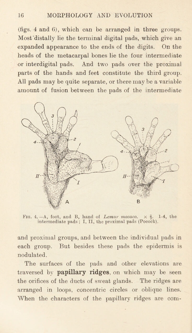 (figs. 4 and 6), which can be arranged in three groups. Most distally lie the terminal digital pads, which give an expanded appearance to the ends of the digits. On the heads of the metacarpal bones lie the four intermediate or interdigital pads. And two pads over the proximal parts of the hands and feet constitute the third group. All pads may be quite separate, or there may be a variable amount of fusion between the pads of the intermediate intermediate pads ; I, II, the proximal pads (Pocock). and proximal groups, and between the individual pads in each group. But besides these pads the epidermis is nodulated. The surfaces of the pads and other elevations are traversed by papillary ridges, on which may be seen the orifices of the ducts of sweat glands. The ridges are arranged in loops, concentric circles or oblique lines. When the characters of the papillary ridges are com-