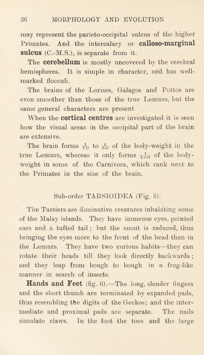 may represent the parietooccipital sulcus of the higher Primates. And the intercalary or calloso-margilial sulcus (C.-M.S.), is separate from it. The cerebellum is mostly uncovered by the cerebral hemispheres. It is simple in character, and has well- marked flocculi. The brains of the Lorises, Galagos and Pottos are even smoother than those of the true Lemurs, but the same general characters are present. When the cortical centres are investigated it is seen how the visual areas in the occipital part of the brain are extensive. The brain forms to ^ of the body-weight in the true Lemurs, whereas it only forms t^q of the body- weight in some of the Carnivora, which rank next to the Primates in the size of the brain. Sub-order TARSIOIDEA (Fig. 5). The Tarsiers are diminutive creatures inhabiting some of the Malay islands. They have immense eyes, pointed ears and a tufted tail; but the snout is reduced, thus bringing the eyes more to the front of the head than in the Lemurs. They have two curious habits—they can rotate their heads till they look directly backwards ; and they leap from bough to bough in a frog-like manner in search of insects. Hands and Feet (fig. 6).—The long, slender fingers and the short thumb are terminated by expanded pads, thus resembling the digits of the Geckos; and the inter- mediate and proximal pads are separate. The nails simulate claws. In the foot the toes and the large