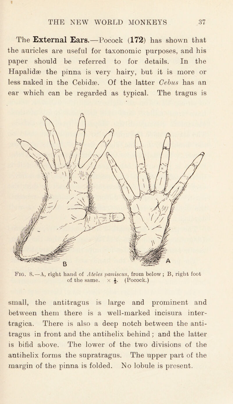 The External Ears.—Pocock (172) has shown that the auricles are useful for taxonomic purposes, and his paper should be referred to for details. In the Hapalidse the pinna is very hairy, but it is more or less naked in the Cebidse. Of the latter Gebus has an ear which can be regarded as typical. The tragus is Fig. 8.—A, right hand of Ateles paniscus, from below ; B, right foot of the same, x (Pocock.) small, the antitragus is large and prominent and between them there is a well-marked incisura inter- tragica. There is also a deep notch between the anti- tragus in front and the antihelix behind; and the latter is bifid above. The lower of the two divisions of the antihelix forms the supratragus. The upper part of the margin of the pinna is folded. No lobule is present.