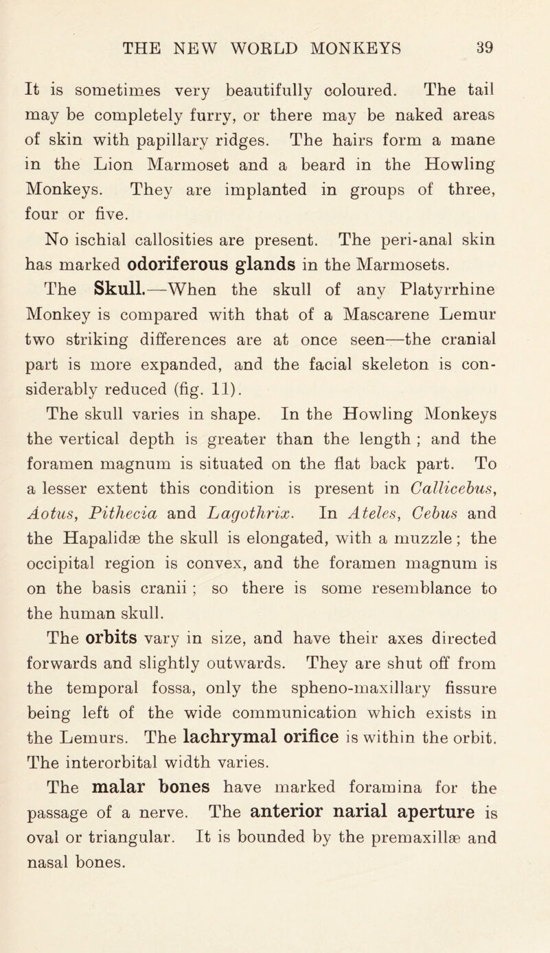 It is sometimes very beautifully coloured. The tail may be completely furry, or there may be naked areas of skin with papillary ridges. The hairs form a mane in the Lion Marmoset and a beard in the Howling Monkeys. They are implanted in groups of three, four or five. No ischial callosities are present. The peri-anal skin has marked odoriferous glands in the Marmosets. The Skull.—When the skull of any Platyrrhine Monkey is compared with that of a Mascarene Lemur two striking differences are at once seen—the cranial part is more expanded, and the facial skeleton is con- siderably reduced (fig. 11). The skull varies in shape. In the Howling Monkeys the vertical depth is greater than the length ; and the foramen magnum is situated on the flat back part. To a lesser extent this condition is present in Callicebus, Aotus, Pithecia and Lagothrix. In Ateles, Gebus and the Hapalidae the skull is elongated, with a muzzle; the occipital region is convex, and the foramen magnum is on the basis cranii ; so there is some resemblance to the human skull. The orbits vary in size, and have their axes directed forwards and slightly outwards. They are shut off from the temporal fossa, only the spheno-maxillary fissure being left of the wide communication which exists in the Lemurs. The lachrymal orifice is within the orbit. The interorbital width varies. The malar bones have marked foramina for the passage of a nerve. The anterior narial aperture is oval or triangular. It is bounded by the premaxillae and nasal bones.