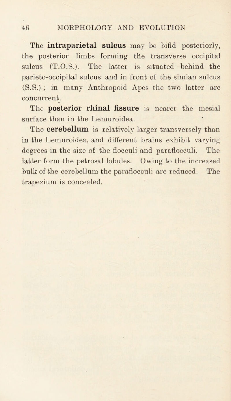 The intraparietal sulcus may be bifid posteriorly, the posterior limbs forming the transverse occipital sulcus (T.O.S.). The latter is situated behind the parieto-occipital sulcus and in front of the simian sulcus (S.S.) ; in many Anthropoid Apes the two latter are concurrent. The posterior rhinal fissure is nearer the mesial surface than in the Lemuroidea. The cerebellum is relatively larger transversely than in the Lemuroidea, and different brains exhibit varying degrees in the size of the flocculi and paraflocculi. The latter form the petrosal lobules. Owing to the increased bulk of the cerebellum the paraflocculi are reduced. The trapezium is concealed.