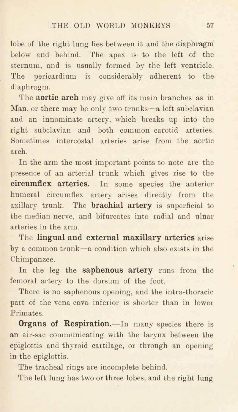 lobe of the right lung lies between it and the diaphragm below and behind. The apex is to the left of the sternum, and is usually formed by the left ventricle. The pericardium is considerably adherent to the diaphragm. The aortic arch may give off* its main branches as in Man, or there may be only two trunks—a left subclavian and an innominate artery, which breaks up into the right subclavian and both common carotid arteries. Sometimes intercostal arteries arise from the aortic arch. In the arm the most important points to note are the presence of an arterial trunk which gives rise to the circumflex arteries. In some species the anterior humeral circumflex artery arises directly from the axillary trunk. The brachial artery is superficial to the median nerve, and bifurcates into radial and ulnar arteries in the arm. The lingual and external maxillary arteries arise by a common trunk—a condition which also exists in the Chimpanzee. In the leg the saphenous artery runs from the femoral artery to the dorsum of the foot. There is no saphenous opening, and the intra-thoracic part of the vena cava inferior is shorter than in lower Primates. Organs of Respiration.—In many species there is an air-sac communicating with the larynx between the epiglottis and thyroid cartilage, or through an opening in the epiglottis. The tracheal rings are incomplete behind. The left lung has two or three lobes, and the right lung