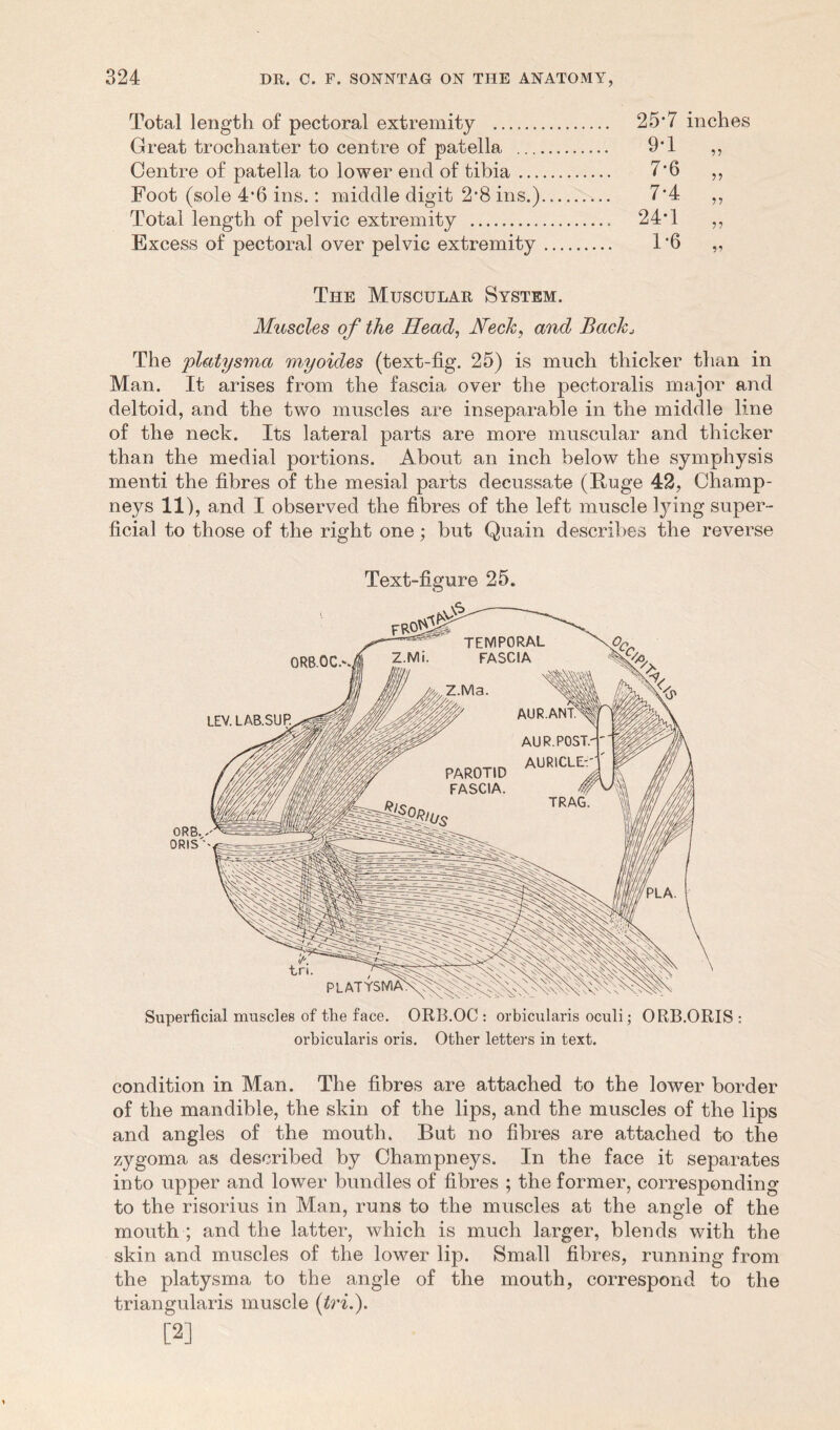 Total length of pectoral extremity Great trochanter to centre of patella ... Centre of patella to lower end of tibia ... Foot (sole 4’6 ins.: middle digit 2*8 ins.) Total length of pelvic extremity Excess of pectoral over pelvic extremity 25-7 inches 9-1 7-6 7-4 24*1 1-6 5? ,, , 1 11 11 The Muscular System. Muscles of the Head, Heck, and Backj The platysma myoides (text-fig. 25) is much thicker than in Man. It arises from the fascia over the pectoralis major and deltoid, and the two muscles are inseparable in the middle line of the neck. Its lateral parts are more muscular and thicker than the medial portions. About an inch below the symphysis menti the fibres of the mesial parts decussate (Ruge 42, Champ- neys ID, and I observed the fibres of the left muscle lying super- ficial to those of the right one; but Quain describes the reverse Text-figure 25. Superficial muscles of the face. ORB.OC : orbicularis oculi; ORB.ORIS : orbicularis oris. Other letters in text. condition in Man. The fibres are attached to the lower border of the mandible, the skin of the lips, and the muscles of the lips and angles of the mouth. But no fibres are attached to the zygoma as described by Champneys. In the face it separates into upper and lower bundles of fibres ; the former, corresponding to the risorius in Man, runs to the muscles at the angle of the mouth ; and the latter, which is much larger, blends with the skin and muscles of the lower lip. Small fibres, running from the platysma to the angle of the mouth, correspond to the triangularis muscle {tri.). [2]