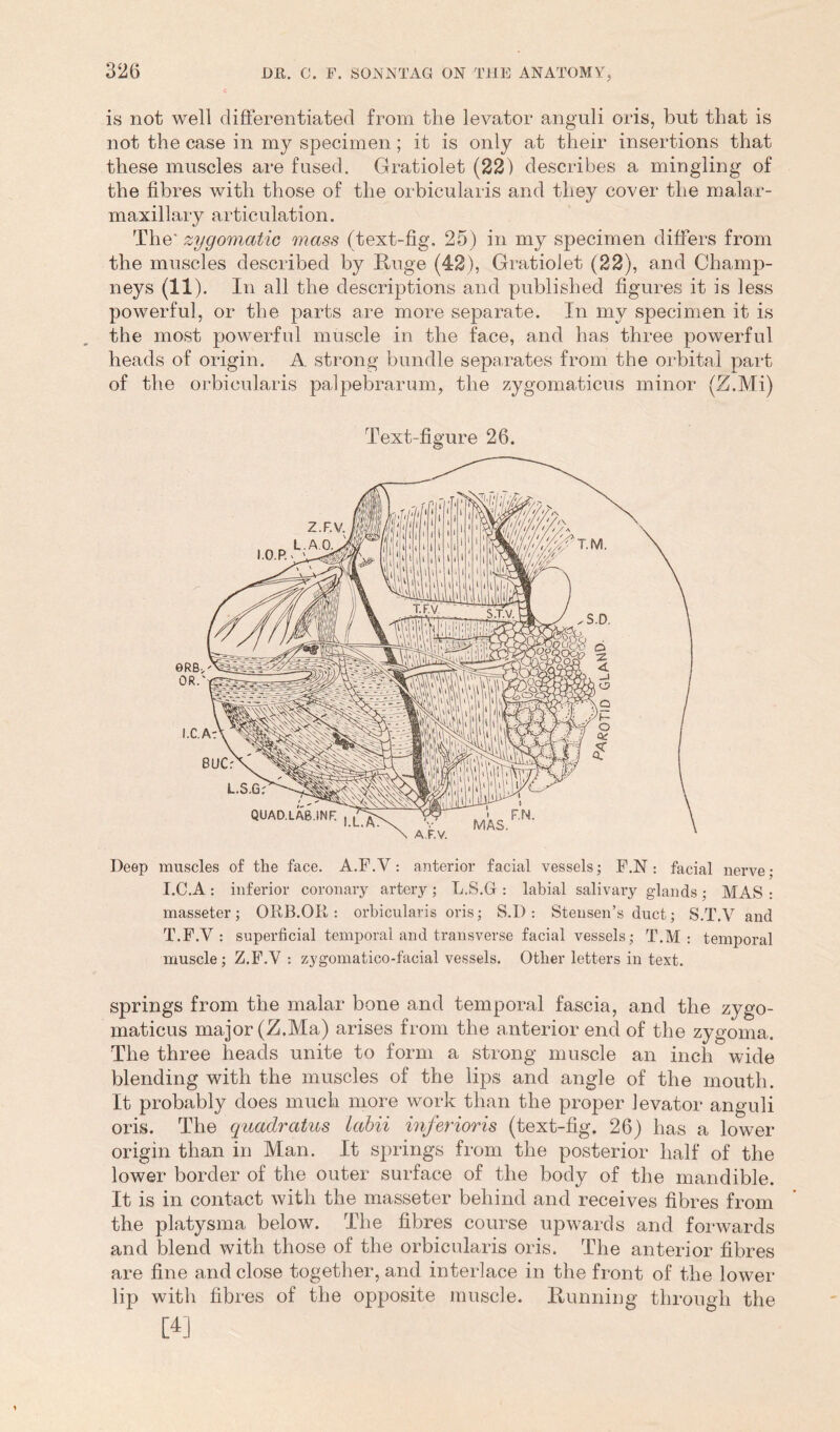 is not well differentiated from the levator anguli oris, but that is not the case in my specimen; it is only at their insertions that these muscles are fused. Gratiolet (22) describes a mingling of the fibres with those of the orbicularis and they cover the malar- maxillary articulation. The' zygomatic mass (text-fig. 25) in my specimen differs from the muscles described by Huge (42), Gratiolet (22), and Cliamp- neys (11). In all the descriptions and published figures it is less powerful, or the parts are more separate. In my specimen it is the most powerful muscle in the face, and has three powerful heads of origin. A. strong bundle separates from the orbital part of the orbicularis palpebrarum, the zygomaticus minor (Z.Mi) Text-figure 26. Deep muscles of the face. A.F.Y: anterior facial vessels; F.N : facial nerve; I.C.A : inferior coronary artery ; L.S.G : labial salivary glands ; MAS : masseter; ORB.OR : orbicularis oris; S.D : Stensen’s duct; S.T.V and T.F.V : superficial temporal and transverse facial vessels; T.M : temporal muscle ; Z.F.V : zygomatico-facial vessels. Other letters in text. springs from the malar bone and temporal fascia, and the zygo- maticus major (Z.Ma) arises from the anterior end of the zygoma. The three heads unite to form a strong muscle an inch wide blending with the muscles of the lips and angle of the mouth. It probably does much more work than the proper levator anguli oris. The quadratus labii inferioris (text-fig. 26) has a lower origin than in Man. It springs from the posterior half of the lower border of the outer surface of the body of the mandible. It is in contact with the masseter behind and receives fibres from the platysma below. The fibres course upwards and forwards and blend with those of the orbicularis oris. The anterior fibres are fine and close together, and interlace in the front of the lower lip with fibres of the opposite muscle. Running through the [4]