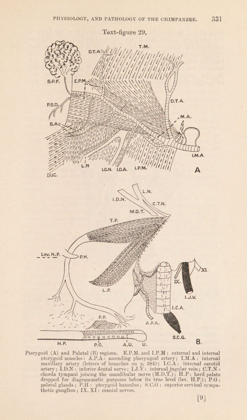 Text-figure 29. Pterygoid (A) and Palatal (B) regions. E.P.M. and I.P.M : external and internal pterygoid muscles: A.P.A: aseending pharyngeal artery; I.M.A : internal maxillary artery (letters of branches on p. 384); I.C.A: internal carotid artery; I.D.N : inferior dental nerve; I.J.V : internal jugular vein ; C.T.N : chorda tympani joining the mandibular nerve (M.D.T.); H.P: hard palate dropped for diagrammatic purposes below its true level (lev. H.P.); P.G : palatal glands ; P.H : pterygoid hamulus; S.C.G : superior cervical sympa- thetic ganglion; IX. XI: cranial nerves.