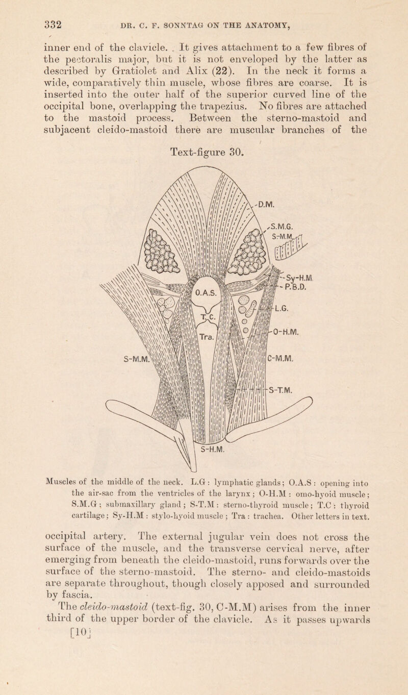 inner end of the clavicle. . It gives attachment to a few fibres of the peotoralis major, but it is not enveloped by the latter as described by Gfratiolet and Alix (22). In the neck it forms a wide, comparatively tbin muscle, whose fibres are coarse. It is inserted into the outer half of the superior curved line of the occipital bone, overlapping the trapezius. No fibres are attached to the mastoid process. Between the sterno-mastoid and subjacent cleido-mastoid there are muscular branches of the Text-figure 30. Muscles of tlie middle of the neck. L.G: lymphatic glands; O.A.S : opening- into the air-sac from the ventricles of the larynx; O-H.M : omo-hyoid muscle; S.M.G : submaxillary gland; S-T.M: sterno-thyroid muscle; T.C : thyroid cartilage; Sy-Ii.M : stylo-hyoid muscle ; Tra : trachea. Other letters in text. occipital artery. The external jugular vein does not cross the surface of the muscle, and the transverse cervical nerve, after emerging from beneath the cleido-mastoid, runs forwards over the surface of the sterno-mastoid. The sterno- and cleido-mastoids are separate throughout, though closely apposed and surrounded by fascia. The cleido-mastoid (text-fig. 30, C-M.M) arises from the inner third of the upper border of the clavicle. As it passes upwards