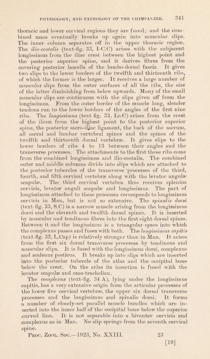 thoracic and lower cervical regions they are fused; and the com- bined mass eventually breaks up again into muscular slips. The inner column separates off in the upper thoracic region. The ilio-costcdis (text-fig. 33, I-C.C) arises with the subjacent longissimus from the iliac crest between the highest point and the posterior superior spine, and it derives fibres from the covering posterior lamella of the lumbo-dorsal fascia. It gives two slips to the lower borders of the twelfth and thirteenth ribs, of which the former is the larger. It receives a large number of muscular slips from the outer surfaces of all the ribs, the size of the latter diminishing from below upwards. Many of the small muscular slips are continuous with the slips given off’ from the longissimus. From the outer border of the muscle long, slender tendons run to the lower borders of the angles of the first nine ribs. The longissimus (text fig. 33, Lo.C) arises from the crest of the ilium from the highest point to the posterior superior spine, the posterior sacro-iliac ligament, the back of the sacrum, all sacral and lumbar vertebral spines and the spines of the twelfth and thirteenth dorsal vertebrae. It gives slips to the lower borders of ribs 4 to 13 between their angles and the transverse processes. The attachments to the first three ribs come from the combined longissimus and ilio-costalis. The combined outer and middle columns divide into slips which are attached to the posterior tubercles of the transverse ‘processes of the third, fourth, and fifth cervical vertebrae along with the levator angulae scapulae. The third cervical vertebra thus receives splenius cervicis, levator anguli scapulae and longissimus. The part of longissimus attached to these processes corresponds to longissimus cervicis in Man, but is not so extensive. The spinalis clorsi (text-fig. 33, S.C) is a narrow muscle arising from the longissimus dorsi and the eleventh and twelfth dorsal spines. It is inserted by muscular and tendinous fibres into the first eight dorsal spines. Between it and the longissimus is a triangular space into which the complexus passes and fuses with both. The longissimus capitis (text-fig. 33, L.Cap) is relatively stronger than in Man. It arises from the first six dorsal transverse processes by tendinous and muscular slips. It is fused with the longissimus dorsi, complexus and scalenus posticus. It breaks up into slips which are inserted into the posterior tubercle of the atlas and the occipital bone below the crest. On the atlas its insertion is fused with the levator scapulae and omo-trachelian. The complexus (text-fig. 34 A), lying under the longissimus capitis, has a very extensive origin from the articular processes of the lower five cervical vertebrae, the upper six dorsal transverse processes and the longissimus and spinalis dorsi. It forms a number of closely-set parallel muscle bundles which are in- serted into the inner half of the occipital bone below the superior curved line. It is not separable into a biventer cervicis and complexus as in Man. No slip springs from the seventh cervical spine. Proc. Zool. Soc.—1923, No. XXIII. 23