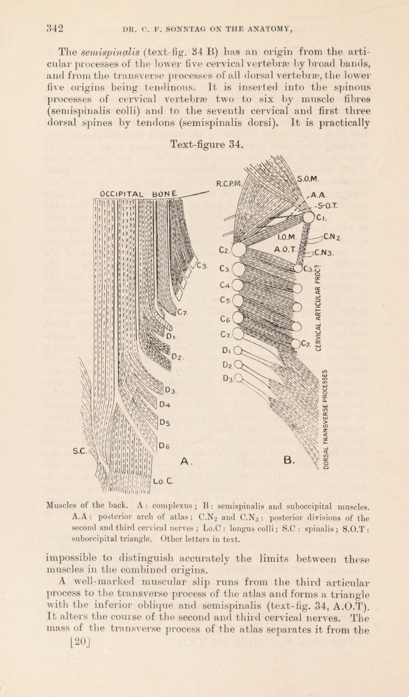 The sernispinalis (text-fig. 34 B) has an origin from the arti- cular processes of the lower five cervical vertebrae by broad bands, and from the transverse processes of all dorsal vertebrae, the lower fire origins being tendinous. It is inserted into the spinous processes of cervical vertebrae two to six by muscle fibres (sernispinalis colli) and to the seventh cervical and first three dorsal spines by tendons (sernispinalis dorsi). It is practically Text-figure 34. Muscles of the hack. A : com plexus ; B : sernispinalis and suboccipital muscles. A.A : posterior arch of atlas ; C.N4 and C.N;j: posterior divisions of the second and third cervical nerves ; Lo.C : longus colli; S.C : spinalis ; S.O.T : suboccipital triangle. Other letters in text. impossible to distinguish accurately the limits between these muscles in the combined origins. A well-marked muscular slip runs from the third articular process to the transverse process of the atlas and forms a triangle with the inferior oblique and sernispinalis (text-fig. 34, A.O.T). It alters the course of the second and third cervical nerves. The mass of the transverse process of the atlas separates it from the [20]