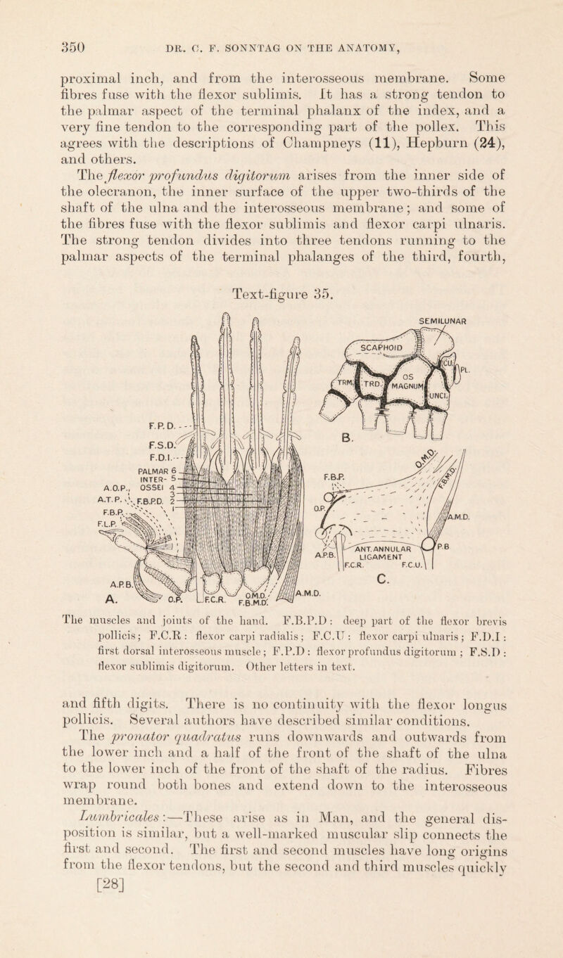 proximal inch, and from the interosseous membrane. Some fibres fuse with the flexor sublimis. It has a strong tendon to the palmar aspect of the terminal phalanx of the index, and a very fine tendon to the corresponding part of the pollex. This agrees with the descriptions of Champneys (11), Hepburn (24), and others. Thq flexor profundus digitorum arises from the inner side of the olecranon, the inner surface of the upper two-tliirds of the shaft of the ulna and the interosseous membrane; and some of the fibres fuse with the flexor sublimis and flexor carpi ulnaris. The strong tendon divides into three tendons running to the palmar aspects of the terminal phalanges of the third, fourth, Text-figure 35. The muscles and joints of the hand. F.B.P.D : deep part of the flexor hrevis pollicis; F.C.R : flexor carpi radialis; F.C.U : flexor carpi ulnaris; F.D.I: first dorsal interosseous muscle; F.P.D: flexor profundus digitorum ; F.S.D : flexor sublimis digitorum. Other letters in text. and fifth digits. There is no continuity with the flexor longus pollicis. Several authors have described similar conditions. The pronator quadratics runs downwards and outwards from the lower inch and a half of the front of the shaft of the ulna to the lower inch of the front of the shaft of the radius. Fibres wrap round both bones and extend down to the interosseous membrane. Lumbricales:—These arise as in Man, and the general dis- position is similar, but a well-marked muscular slip connects the first and second. The first and second muscles have long origins from the flexor tendons, but the second and third muscles quicklv [28]