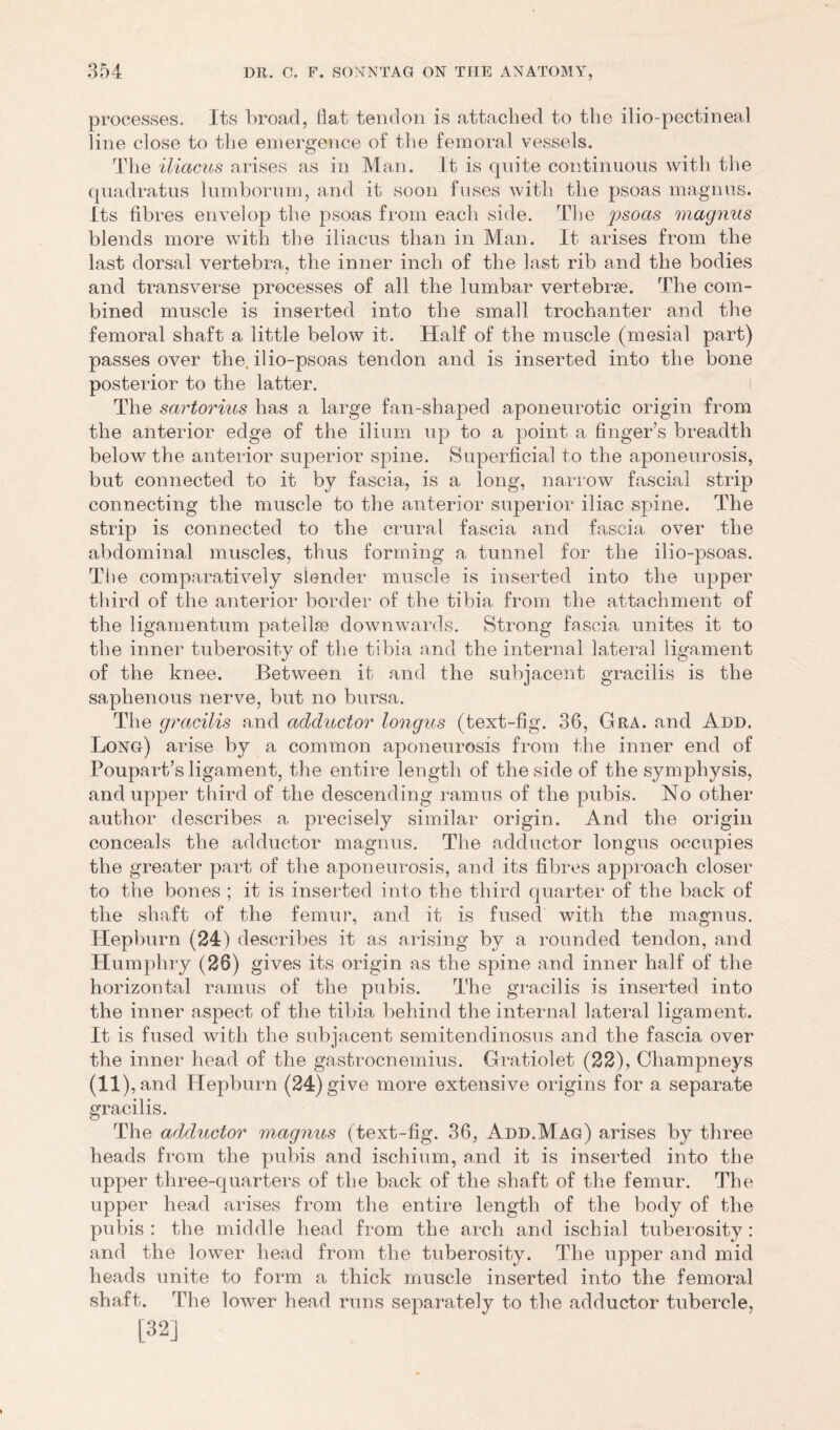 processes. Its broad, flat tendon is attached to the ilio-pectineal line close to the emergence of the femoral vessels. The iliacus arises as in Man. It is quite continuous with the quadratus lumborum, and it soon fuses with the psoas magnus. its fibres envelop the psoas from each side. The psoas magnus blends more with the iliacus than in Man. It arises from the last dorsal vertebra, the inner inch of the last rib and the bodies and transverse processes of all the lumbar vertebrae. The com- bined muscle is inserted into the small trochanter and the femoral shaft a little below it. Half of the muscle (mesial part) passes over the. ilio-psoas tendon and is inserted into the bone posterior to the latter. The sartorius has a large fan-shaped aponeurotic origin from the anterior edge of the ilium up to a point a finger’s breadth below the anterior superior spine. Superficial to the aponeurosis, but connected to it by fascia, is a long, narrow fascial strip connecting the muscle to the anterior superior iliac spine. The strip is connected to the crural fascia and fascia over the abdominal muscles, thus forming a tunnel for the ilio-psoas. The comparatively slender muscle is inserted into the upper third of the anterior border of the tibia from the attachment of the ligamentum patellae downwards. Strong fascia unites it to the inner tuberosity of the tibia and the internal lateral ligament of the knee. Between it and the subjacent gracilis is the saphenous nerve, but no bursa. The gracilis and adductor longus (text-fig. 36, Gra. and Add. Long) arise by a common aponeurosis from the inner end of Poupart’s ligament, the entire length of the side of the symphysis, and upper third of the descending ramus of the pubis. No other author describes a precisely similar origin. And the origin conceals the adductor magnus. The adductor longus occupies the greater part of the aponeurosis, and its fibres approach closer to the bones ; it is inserted into the third quarter of the back of the shaft of the femur, and it is fused with the magnus. Hepburn (24) describes it as arising by a rounded tendon, and Humphry (26) gives its origin as the spine and inner half of the horizontal ramus of the pubis. The gracilis is inserted into the inner aspect of the tibia behind the internal lateral ligament. It is fused with the subjacent semitendinosus and the fascia over the inner head of the gastrocnemius. Gratiolet (22), Champneys (11), and Hepburn (24) give more extensive origins for a separate gracilis. The adductor magnus (text-fig. 36, Add.Mag) arises by three heads from the pubis and ischium, and it is inserted into the upper three-quarters of the back of the shaft of the femur. The upper head arises from the entire length of the body of the pubis : the middle head from the arch and ischial tuberosity: and the lower head from the tuberosity. The upper and mid heads unite to form a thick muscle inserted into the femoral shaft. The lower head runs separately to the adductor tubercle, [32]