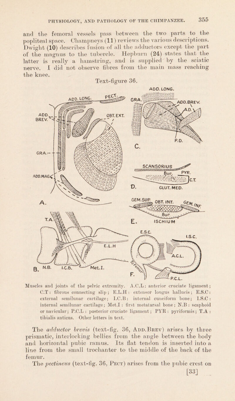 and the femoral vessels pass between the two parts to the popliteal space. Ohampneys (11) reviews the various descriptions. Dwight (10) describes fusion of all the adductors except the part of the magnus to the tubercle. Hepburn (24) states that the latter is really a hamstring, and is supplied by the sciatic nerve. I did not observe fibres from the main mass reaching the knee. Text-figure 36. ADD. LONG. Muscles and joints of the pelvic extremity. A.C.L: anterior cruciate ligament; C.T : fibrous connecting slip; E.L.H : extensor lougus liallucis; E.S.C: external semilunar cartilage; I.C.B: internal cuneiform bone; I.S.C : internal semilunar cartilage; Met.I : first metatarsal bone; N.B : scaphoid or navicular; P.C.L : posterior cruciate ligament; PYR : pyriformis ; T. A : tibialis anticus. Other letters in text. The adductor brevis (text-fig. 36, Add.Brev) arises by three prismatic, interlocking bellies from the angle between the body and horizontal pubic ramus. Its flat tendon is inserted into a line from the small trochanter to the middle of the back of the femur. The pectineus (text-fig. 36, Pect) arises from the pubic crest on [33] ,