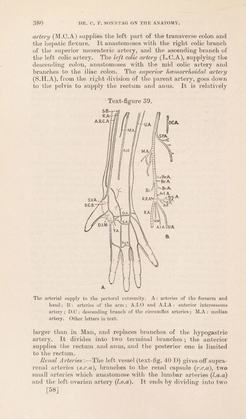 artery (M.O.A) supplies the left part of the transverse colon and the hepatic flexure. It anastomoses with the right colic branch of the superior mesenteric artery, and the ascending branch of the left colic artery. The left colic artery (L.C.A), supplying the descending colon, anastomoses with the mid colic artery and branches to the iliac colon. The superior hamiorrhoidal artery (S.H.A), from the right division of the parent artery, goes down to the pelvis to supply the rectum and anus. It is relatively Text-figure 39. The arterial supply to the pectoral extremity. A: arteries of the forearm and hand; 11: arteries of the arm; A.I.O and A.I.A: anterior interosseous artery ; D.C : descending branch of the circumflex arteries; M.A : median artery. Other letters in text. larger than in Man, and replaces branches of the hypogastric artery. It divides into two terminal branches ; the anterior supplies the rectum and anus, and the posterior one is limited to the rectum. Renal Arteries :—The left vessel (text-fig. 40 D) gives ofi* supra- renal arteries (s.r.a), branches to the renal capsule (r.c.a), two small arteries which anastomose with the lumbar arteries (l.a.a) and the left ovarian artery (l.o.a). It ends by dividing into two [58]