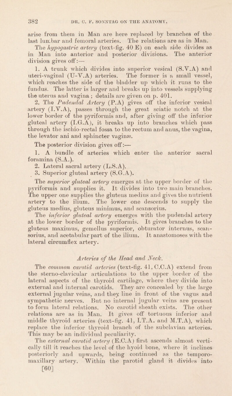 arise from them in Man are here replaced by branches of the last lumbar and femoral arteries. The relations are as in Man. The hypogastric artery (text-fig. 40 E) on each side divides as in Man into anterior and posterior divisions. The anterior division gives off:— 1. A trunk which divides into superior vesical (S.V.A) and uteri-vaginal (U-V.A) arteries. The former is a small vessel, which reaches the side of the bladder up which it runs to the fundus. The latter is larger and breaks up into vessels supplying the uterus and vagina ; details are given on p. 401. 2. The Pudendal Artery (P.A) gives off the inferior vesical artery (I.V.A), passes through the great sciatic notch at the lower border of the pyriformis and, after giving off the inferior gluteal artery (I.G.A), it breaks up into branches which pass through the ischio-rectal fossa to the rectum and anus, the vagina, the levator ani and sphincter vaginse. The posterior division gives off:— 1. A bundle of arteries which enter the anterior sacral foramina (S.A.). 2. Lateral sacral artery (L.S.A). 3. Superior gluteal artery (S.G.A). The superior gluteal artery emerges at the upper border of the pyriformis and supplies it. It divides into two main branches. The upper one supplies the gluteus medius and gives the nutrient artery to the ilium. The lower one descends to supply the gluteus medius, gluteus minimus, and scansorius. The inferior gluteal artery emerges with the pudendal artery at the lower border of the pyriformis. It gives branches to the gluteus maximus, gemellus superior, obturator interims, scan- sorius, and acetabular part of the ilium. It anastomoses with the lateral circumflex artery. Arteries of the Head and Neck. The common carotid arteries {text-fig. 41,C.C.A) extend from the sterno-clavicular articulations to the upper border of the lateral aspects of the thyroid cartilage, where they divide into external and internal carotids. They are concealed by the large external jugular veins, and they line in front of the vagus and sympathetic nerves. But no internal jugular veins are present to form lateral relations. No carotid sheath exists. The other relations are as in Man. It gives off tortuous inferior and middle thyroid arteries (text-fig. 41, I.T.A. and M.T.A), which replace the inferior thyroid branch of the subclavian arteries. This may be an individual peculiarity. The external carotid artery (E.C.A) first ascends almost verti- cally till it reaches the level of the hyoid bone, where it inclines posteriorly and upwards, being continued as the temporo- maxillary artery. Within the parotid gland it divides into [60]