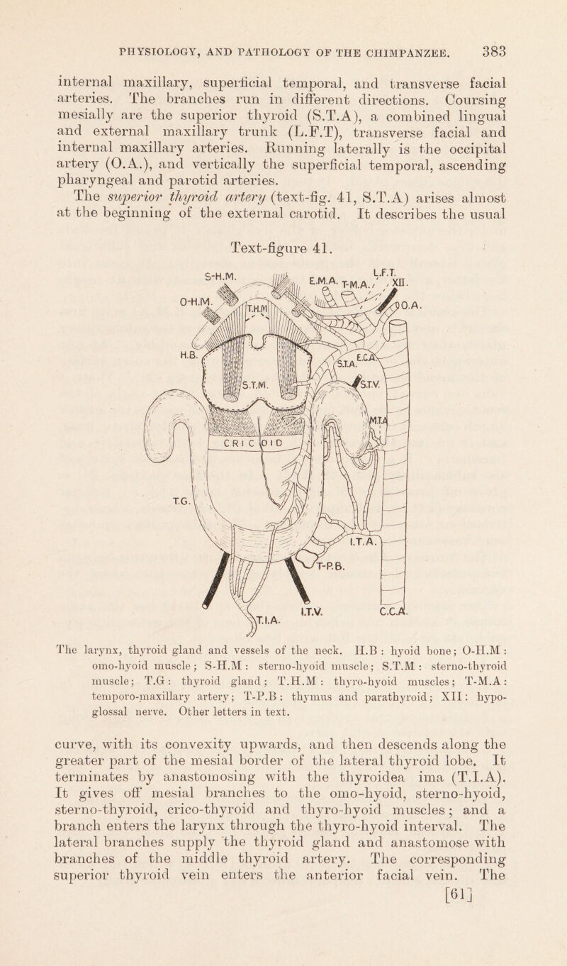 internal maxillary, superficial temporal, and transverse facial arteries. The branches run in different directions. Coursing mesially are the superior thyroid (S.T.A), a combined lingual and external maxillary trunk (L.F.T), transverse facial and internal maxillary arteries. Running laterally is the occipital artery (O.A.), and vertically the superficial temporal, ascending pharyngeal and parotid arteries. The superior thyroid artery (text-fig. 41, S.T.A) arises almost at the beginning of the external carotid. It describes the usual Text-figure 41. The larynx, thyroid gland and vessels of the neck. H.B : hyoid bone; O-H.M : omo-liyoid muscle; S-H.M : sterno-hyoid muscle; S.T.M : sterno-thyroid muscle; T.G: thyroid gland; T.H.M : thyro-hyoid muscles; T-M.A: tfinporo-maxillary artery; T-P.B : thymus and parathyroid; XII; hypo- glossal nerve. Other letters in text. curve, with its convexity upwards, and then descends along the greater part of the mesial border of the lateral thyroid lobe. It terminates by anastomosing with the thyroidea ima (T.I.A). It gives off mesial branches to the omo-hyoid, sterno-hyoid, sterno-thyroid, crico-thyroid and tliyro-hyoid muscles; and a branch enters the larynx through the thyro-hyoid interval. The lateral branches supply the thyroid gland and anastomose with branches of the middle thyroid artery. The corresponding superior thyroid vein enters the anterior facial vein. The [61]
