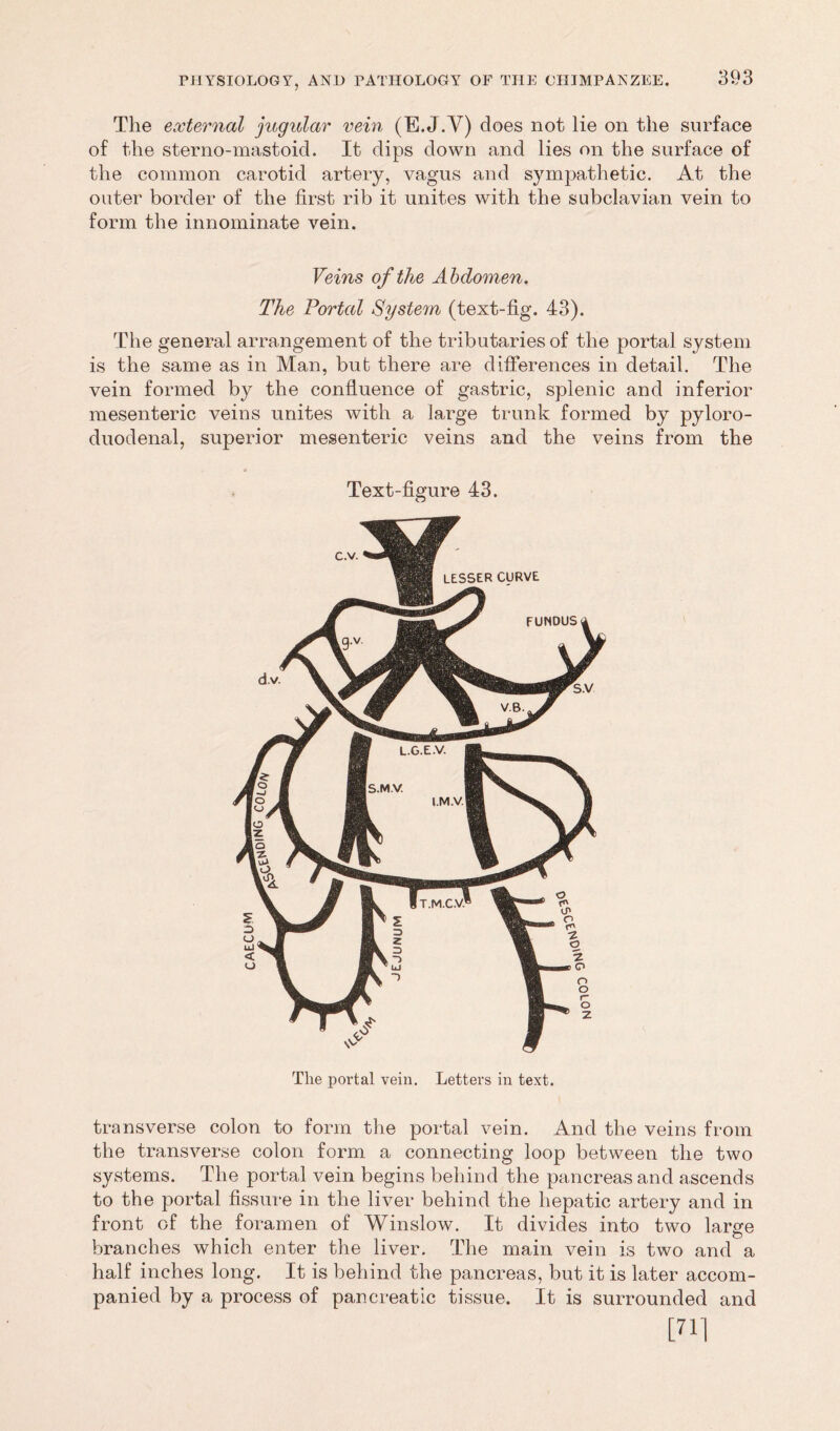 The external jugular vein (E. J.V) does not lie on the surface of the sterno-mastoid. It dips down and lies on the surface of the common carotid artery, vagus and sympathetic. At the outer border of the first rib it unites with the subclavian vein to form the innominate vein. Veins of the Abdomen. The Portal Syste7n (text-fig. 43). The general arrangement of the tributaries of the portal system is the same as in Man, bub there are differences in detail. The vein formed by the confluence of gastric, splenic and inferior mesenteric veins unites with a large trunk formed by pyloro- duodenal, superior mesenteric veins and the veins from the Text-figure 43. The portal vein. Letters in text. transverse colon to form the portal vein. And the veins from the transverse colon form a connecting loop between the two systems. The portal vein begins behind the pancreas and ascends to the portal fissure in the liver behind the hepatic artery and in front of the foramen of Winslow. It divides into two large branches which enter the liver. The main vein is two and a half inches long. It is behind the pancreas, but it is later accom- panied by a process of pancreatic tissue. It is surrounded and [711