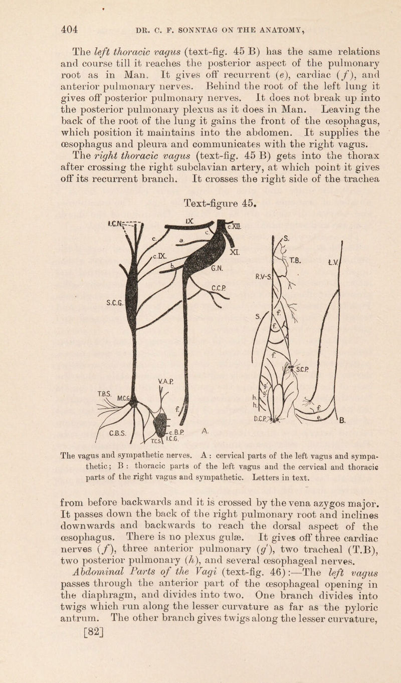 The left thoracic vagus (text-fig. 45 B) has the same relations and course till it reaches the posterior aspect of the pulmonary root as in Man. It gives off* recurrent (e), cardiac (/), and anterior pulmonary nerves. Behind the root of the left lung it gives off posterior pulmonary nerves. It does not break up into the posterior pulmonary plexus as it does in Man. Leaving the back of the root of the lung it gains the front of the oesophagus, which position it maintains into the abdomen. It supplies the oesophagus and pleura and communicates with the right vagus. The right thoracic vagus (text-fig. 45 B) gets into the thorax after crossing the right subclavian artery, at which point it gives off its recurrent branch. It crosses the right side of the trachea Text-figure 45. The vagus and sympathetic nerves. A : cervical parts of the left vagus and sympa- thetic ; B : thoracic parts of the left vagus and the cervical and thoracic parts of the right vagus and sympathetic. Letters in text. from before backwards and it is crossed by the vena azygos major. It passes down the back of the right pulmonary root and inclines downwards and backwards to reach the dorsal aspect of the oesophagus. There is no plexus guise. It gives off three cardiac nerves (/), three anterior pulmonary (</'), two tracheal (T.B), two posterior pulmonary (h), and several oesophageal nerves. Abdominal Parts of the Vagi (text-fig. 46) :—The left vagus passes through the anterior part of the oesophageal opening in the diaphragm, and divides into two. One branch divides into twigs which run along the lesser curvature as far as the pyloric antrum. The other branch gives twigs along the lesser curvature, [82]