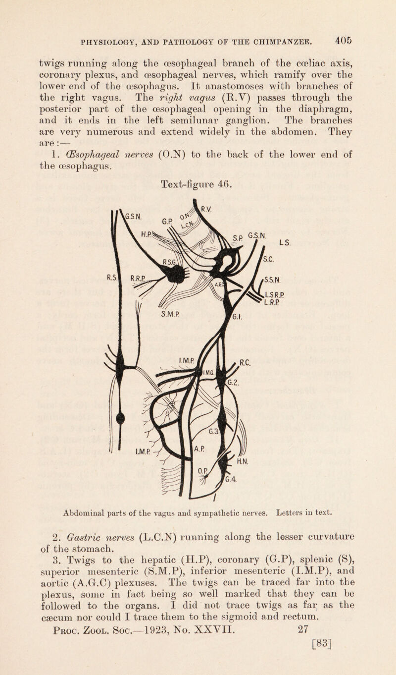 twigs running along the oesophageal branch of the coeliac axis, coronary plexus, and oesophageal nerves, which ramify over the lower end of the oesophagus. It anastomoses with branches of the right vagus. The right vagus (R.V) passes through the posterior part of the oesophageal opening in the diaphragm, and it ends in the left semilunar ganglion. The branches are very numerous and extend widely in the abdomen. They are:— 1. (Esophageal nerves (O.N) to the back of the lower end of the oesophagus. Text-figure 46. Abdominal parts of the vagus and sympathetic nerves. Letters in text. 2. Gastric nerves (L.C.N) running along the lesser curvature of the stomach. 3. Twigs to the hepatic (H.P), coronary (G.P), splenic (S), superior mesenteric (S.M.P), inferior mesenteric (I.M.P), and aortic (A.G.C) plexuses. The twigs can be traced far into the plexus, some in fact being so well marked that they can be followed to the organs. I did not trace twigs as far as the ctecum nor could I trace them to the sigmoid and rectum. Proc. Zool. Soc.—1923, No. XXVII. 27 [83]