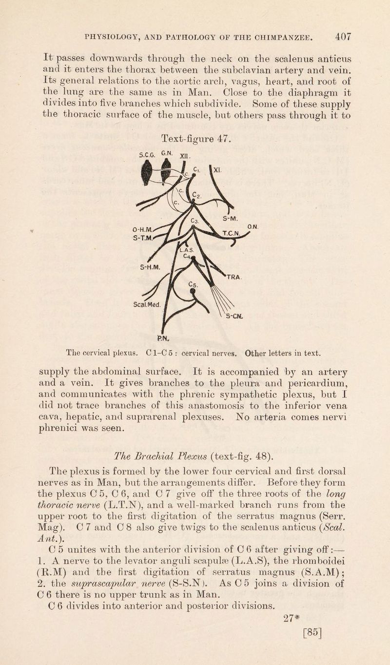 It passes downwards through the neck on the scalenus anticus and it enters the thorax between the subclavian artery and vein. Its general relations to the aortic arch, vagus, heart, and root of the lung are the same as in Man. Close to the diaphragm it divides into live branches which subdivide. Some of these supply the thoracic surface of the muscle, but others pass through it to Text-figure 47. The cervical plexus. C1-C 5 : cervical nerves. Other letters in text. supply the abdominal surface. It is accompanied by an artery and a vein. It gives branches to the pleura and pericardium, and communicates with the phrenic sympathetic plexus, but I did not trace branches of this anastomosis to the inferior vena cava, hepatic, and suprarenal plexuses. No arteria comes nervi phrenici was seen. The Brachial Plexus (text-fig. 48). The plexus is formed by the lower four cervical and first dorsal nerves as in Man, but the arrangements differ. Before they form the plexus C 5, C 6, and C 7 give off the three roots of the long thoracic nerve (L.T.N), and a well-marked branch runs from the upper root to the first digitation of the serratus magnus (Serr. Mag). C 7 and 0 8 also give twigs to the scalenus anticus {Seal. Ant.). C 5 unites with the anterior division of C 6 after giving off 1. A nerve to the levator anguli scapulae (L.A.S), the rhomboidei (R.M) and the first digitation of serratus magnus (S.A.M); 2. the suprascapular nerve (S-S.N). As C 5 joins a division of C 6 there is no upper trunk as in Man. 0 6 divides into anterior and posterior divisions. 27# [85]