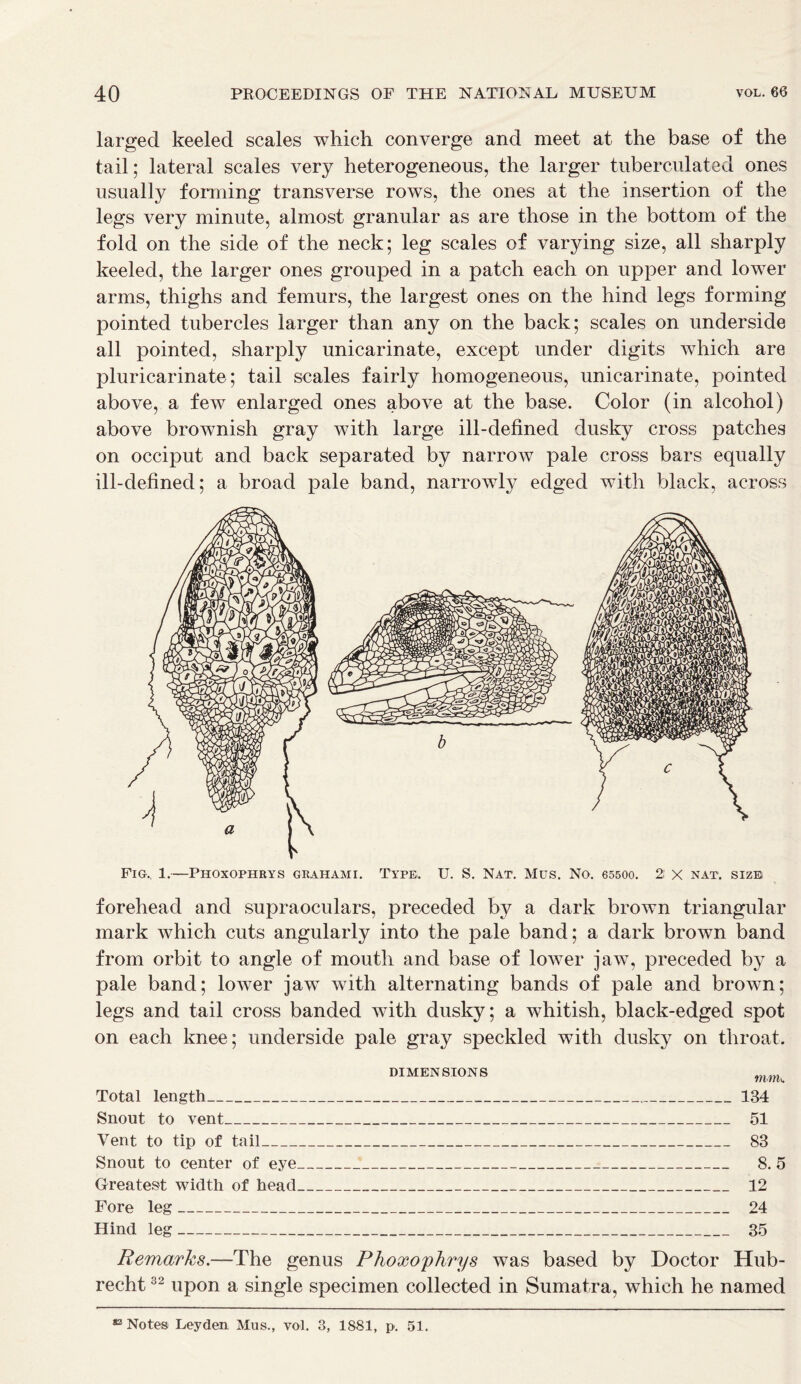 larged keeled scales which converge and meet at the base of the tail; lateral scales very heterogeneous, the larger tuberculated ones usually forming transverse rows, the ones at the insertion of the legs very minute, almost granular as are those in the bottom of the fold on the side of the neck; leg scales of varying size, all sharply keeled, the larger ones grouped in a patch each on upper and lower arms, thighs and femurs, the largest ones on the hind legs forming pointed tubercles larger than any on the back; scales on underside all pointed, sharply unicarinate, except under digits which are pluricarinate; tail scales fairly homogeneous, unicarinate, pointed above, a few enlarged ones above at the base. Color (in alcohol) above brownish gray with large ill-defined dusky cross patches on occiput and back separated by narrow pale cross bars equally ill-defined; a broad pale band, narrowly edged with black, across Fig., 1.—Phoxophrys grahami. Type. U. S. Nat. Mus. No. 65500. 2! x nat. size forehead and supraoculars, preceded by a dark brown triangular mark which cuts angularly into the pale band; a dark brown band from orbit to angle of mouth and base of lower jaw, preceded by a pale band; lower jaw with alternating bands of pale and brown; legs and tail cross banded with dusky; a whitish, black-edged spot on each knee; underside pale gray speckled with dusky on throat. DIMENSIONS Total length Snout to vent Vent to tip of tail Snout to center of eye : Greatest width of head Fore leg Hind leg mnK 134 51 83 8.5 12 24 35 Remarks.—The genus Phoxophrys was based by Doctor Hub- recht32 upon a single specimen collected in Sumatra, which he named 82 Notes Leyden Mus., vol. 3, 1881, p. 51.