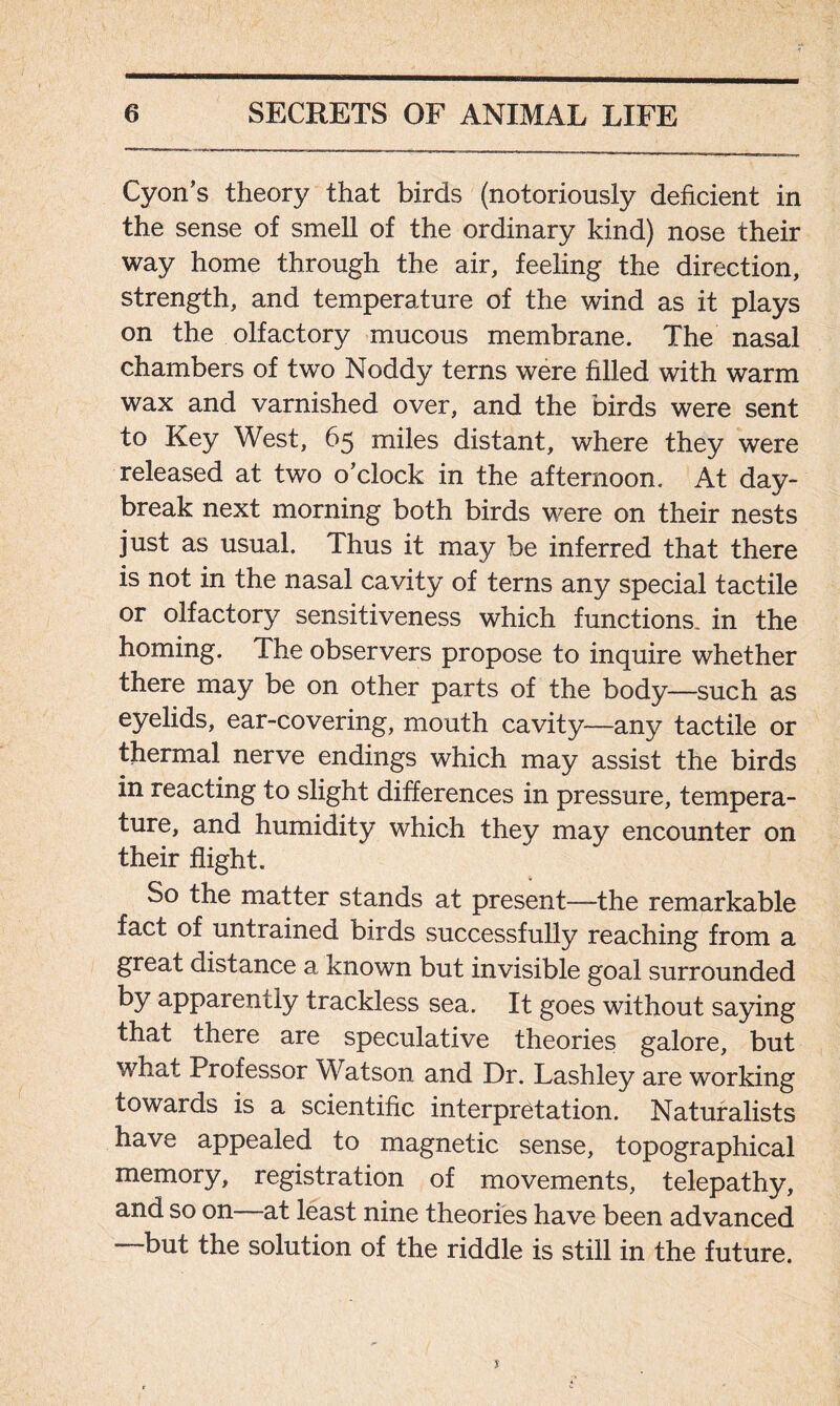 Cyon’s theory that birds (notoriously deficient in the sense of smell of the ordinary kind) nose their way home through the air, feeling the direction, strength, and temperature of the wind as it plays on the olfactory mucous membrane. The nasal chambers of two Noddy terns were filled with warm wax and varnished over, and the birds were sent to Key West, 65 miles distant, where they were released at two o’clock in the afternoon. At day- break next morning both birds were on their nests just as usual. Thus it may be inferred that there is not in the nasal cavity of terns any special tactile or olfactory sensitiveness which functions, in the homing. The observers propose to inquire whether there may be on other parts of the body—such as eyelids, ear-covering, mouth cavity—any tactile or thermal nerve endings which may assist the birds in reacting to slight differences in pressure, tempera- ture, and humidity which they may encounter on their flight. So the matter stands at present—the remarkable fact of untrained birds successfully reaching from a great distance a known but invisible goal surrounded by apparently trackless sea. It goes without saying that there are speculative theories galore, but what Professor Watson and Dr. Lashley are working towards is a scientific interpretation. Naturalists have appealed to magnetic sense, topographical memory, registration of movements, telepathy, and so on—at least nine theories have been advanced but the solution of the riddle is still in the future.